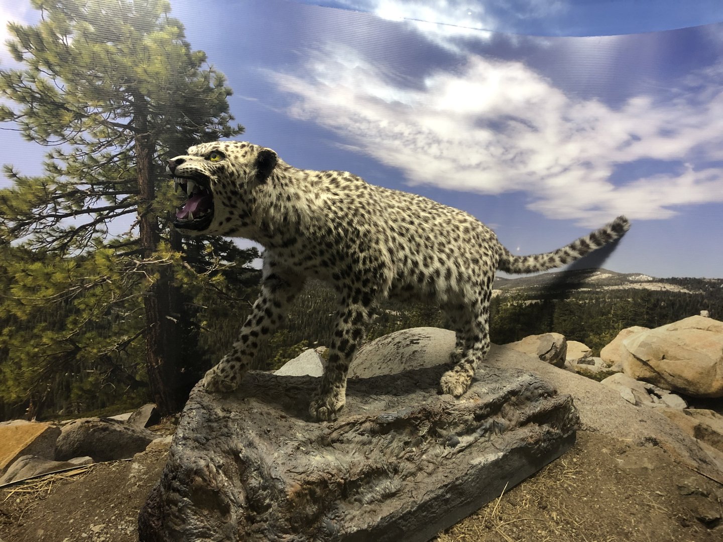 Leopard taxidermy at the MTA Natural History Museum