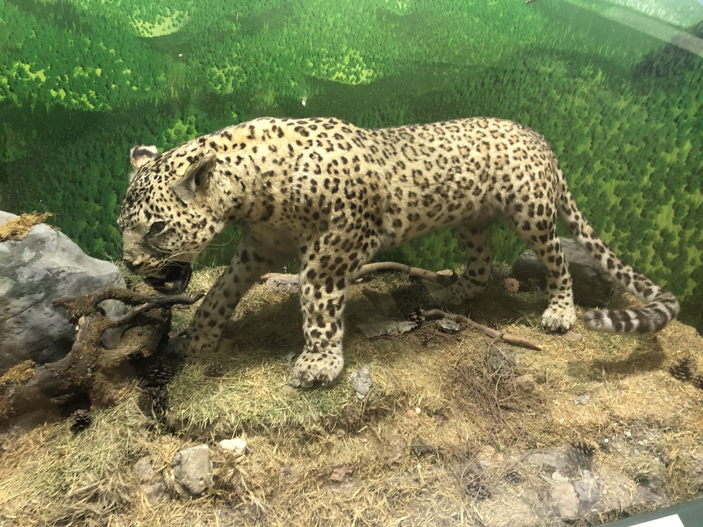 Leopard taxidermy at the MTA Natural History Museum