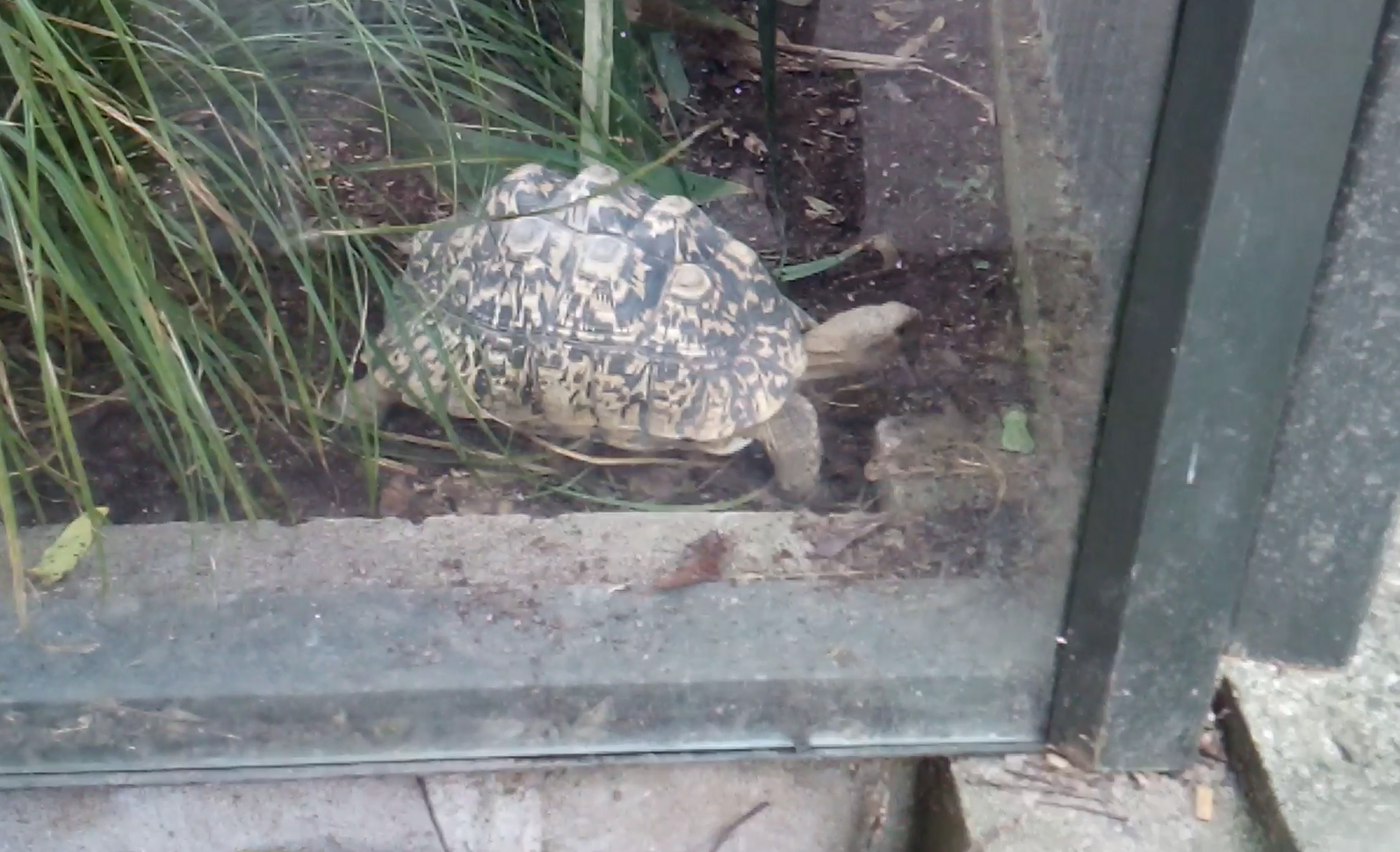 Leopard Tortoise 2020