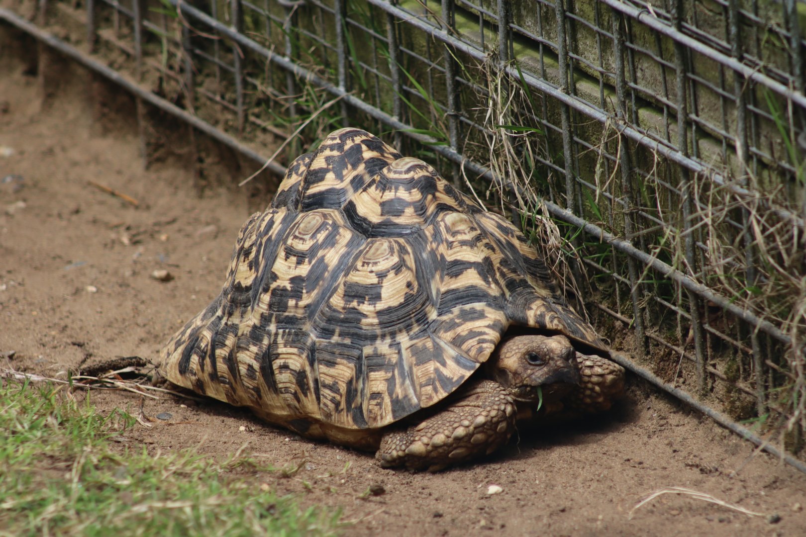 Leopard tortoise - 27 June 2021