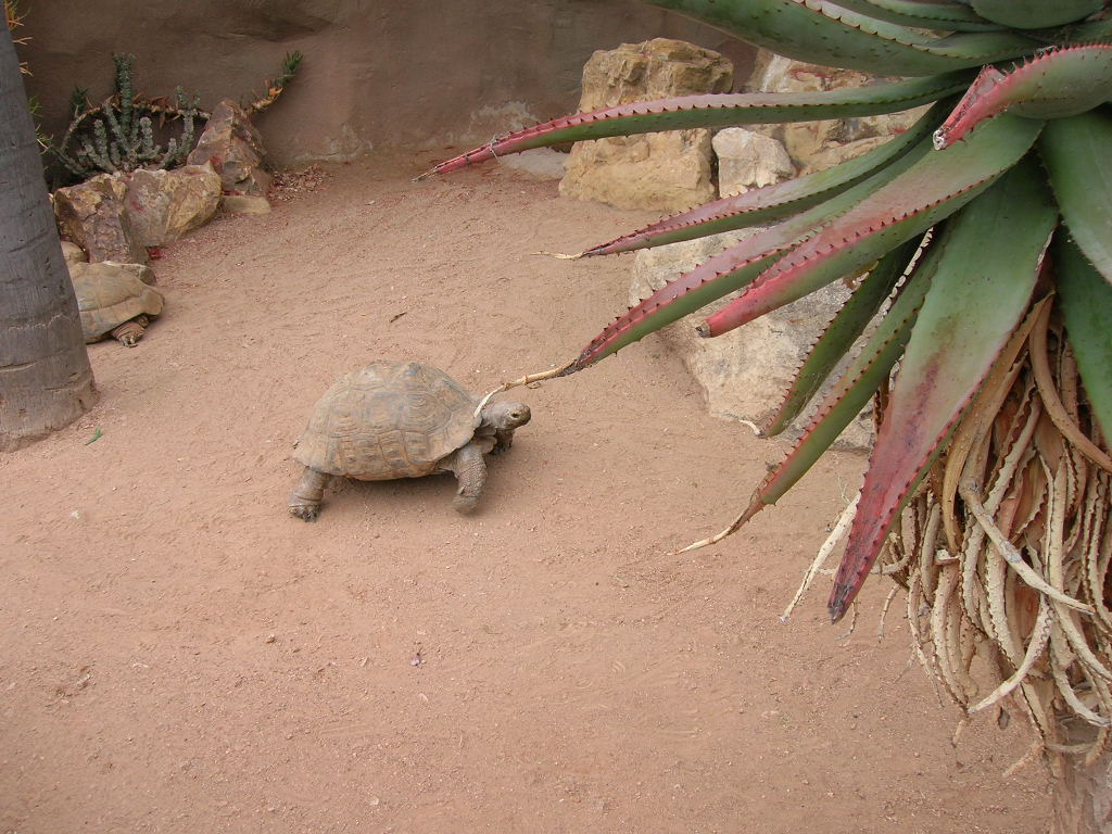 Leopard Tortoise 5-17-10