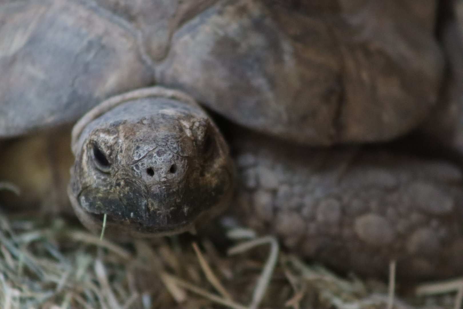 Leopard tortoise - 6 September 2021