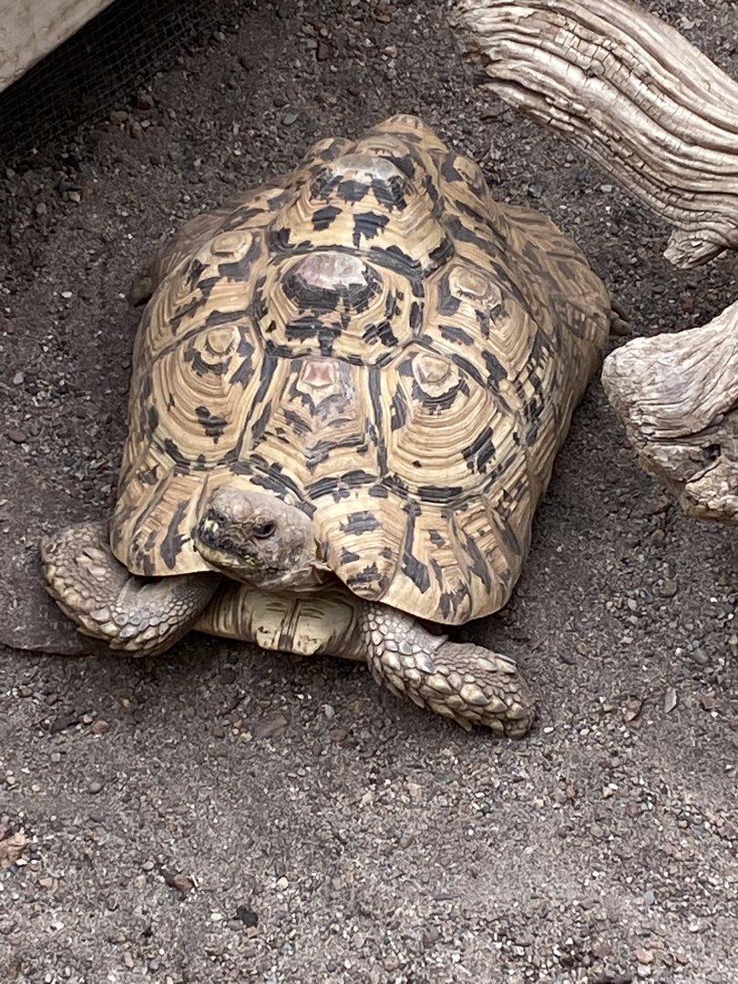 Leopard Tortoise - 7/25/2022