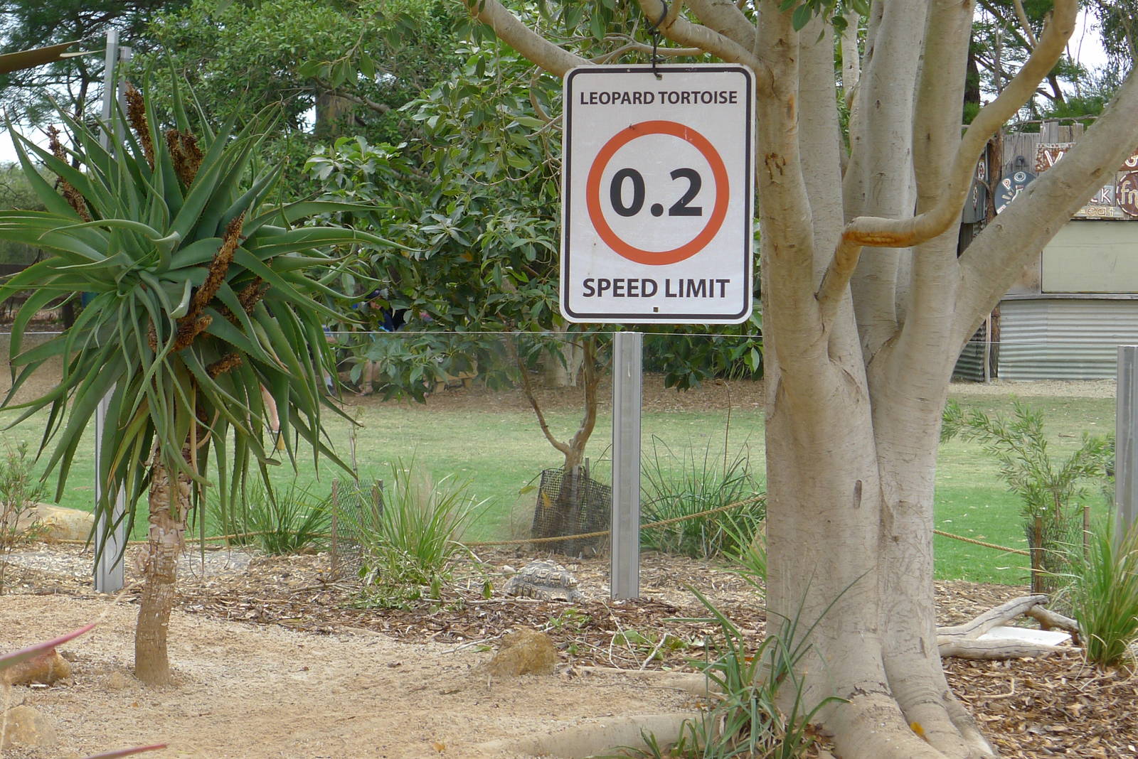 Leopard Tortoise and enclosure