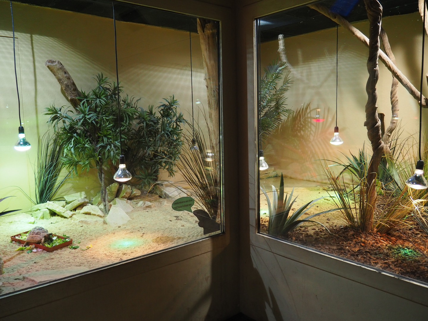 Leopard tortoise and Home's hingeback tortoise terrarium, 2019-10-04