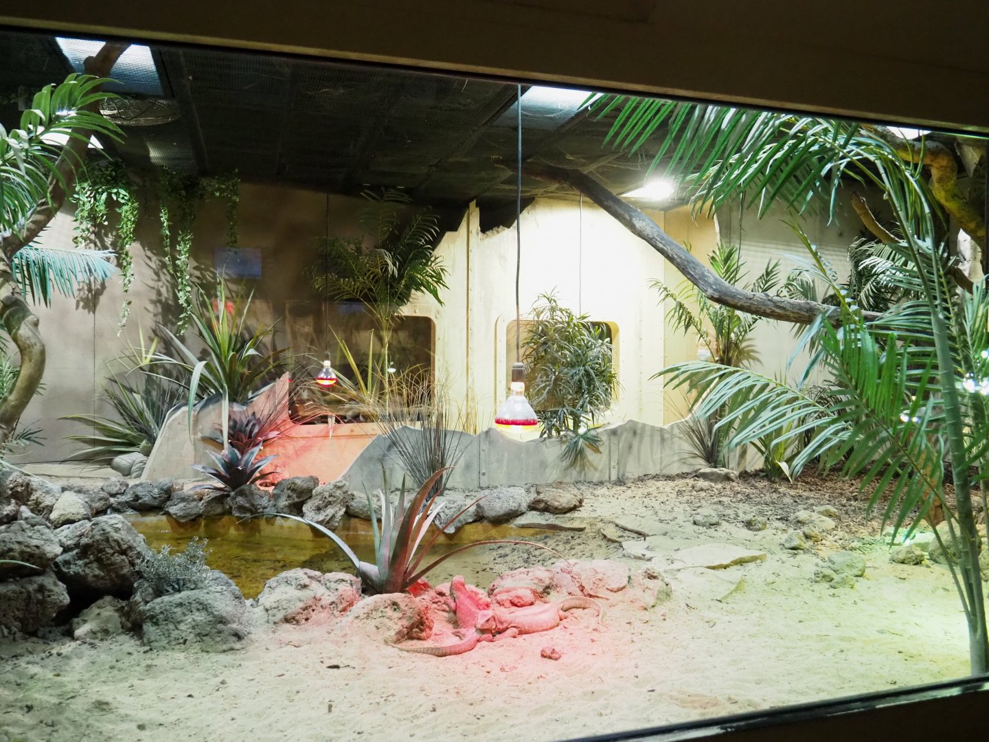 Leopard tortoise and Savanna monitor terrarium, 2021-09-03