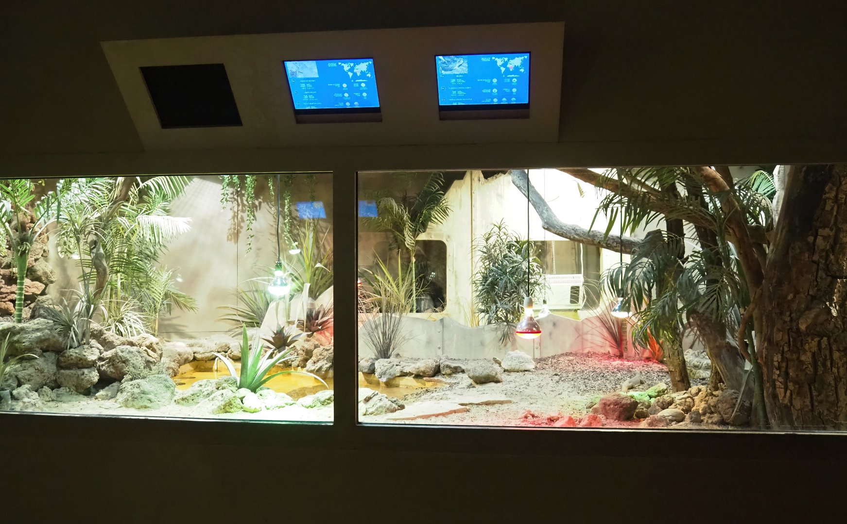 Leopard tortoise and Savanna monitor terrarium, 2023-05-15