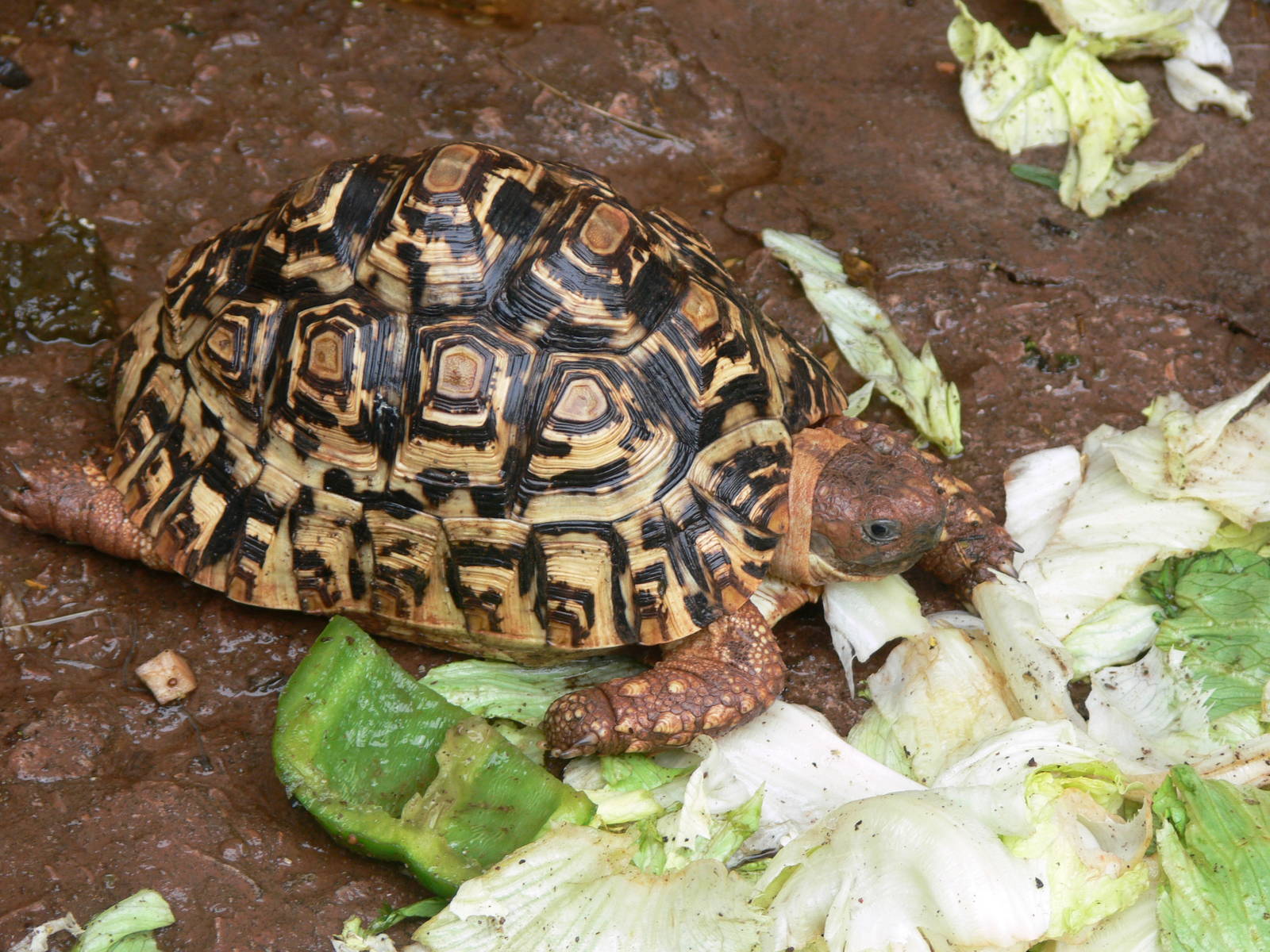 Leopard Tortoise at South Lakes, 04/07/14