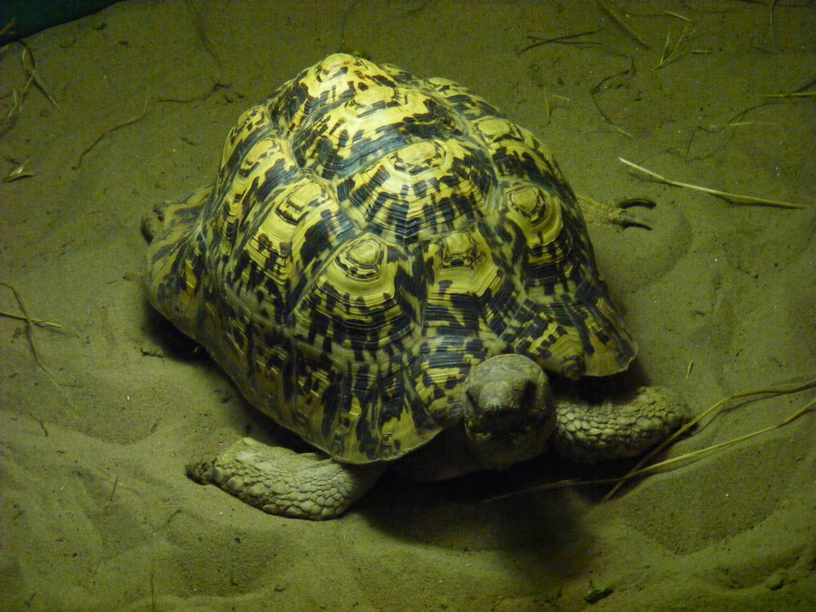 Leopard tortoise at Tropical Wings, 13 September 2011