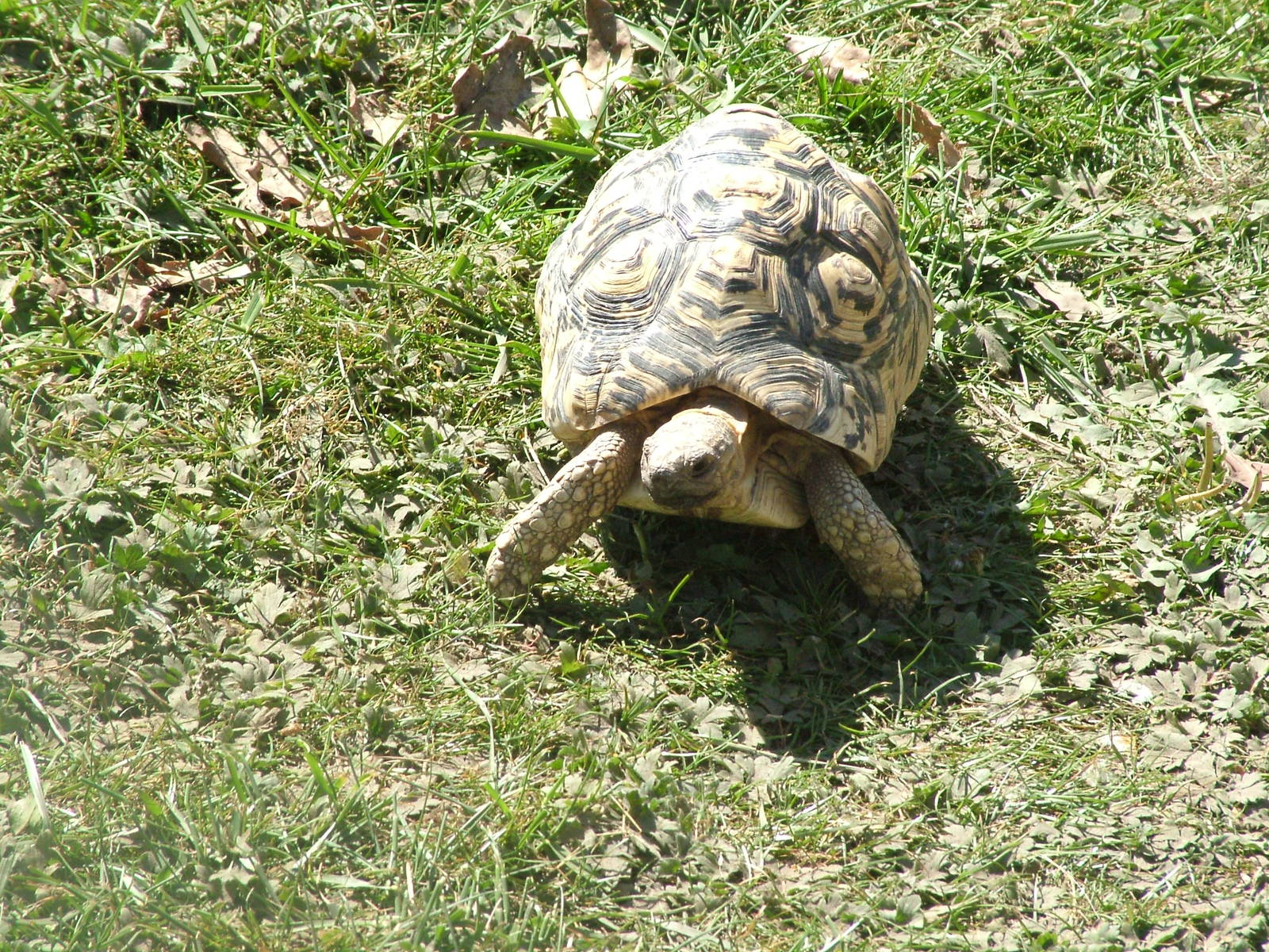 Leopard Tortoise at Yorkshire WP 02/05/11