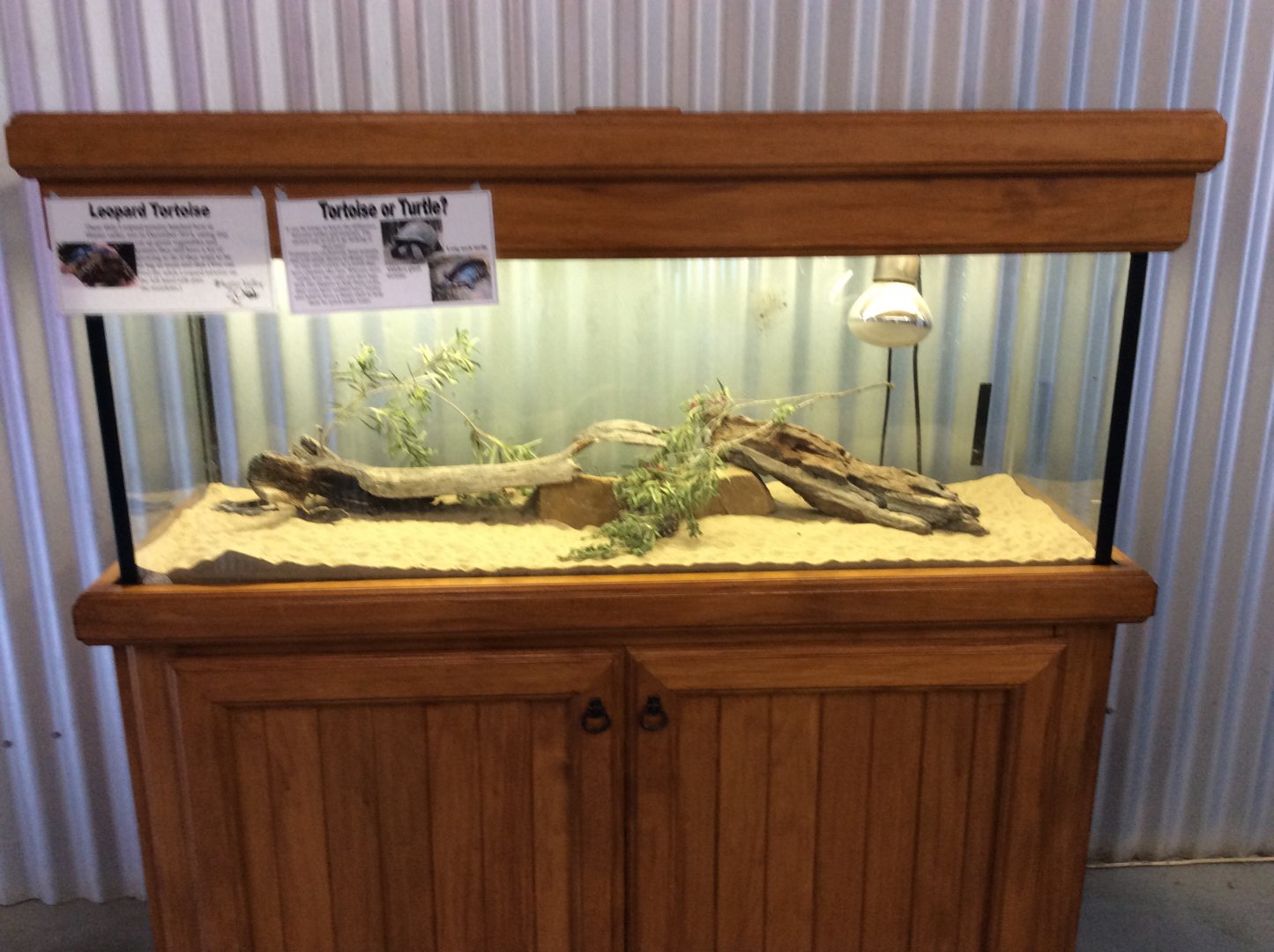 Leopard tortoise baby enclosure