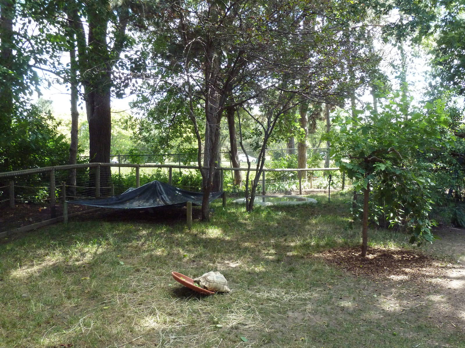 Leopard Tortoise/Blue-and-Gold Macaw Exhibit