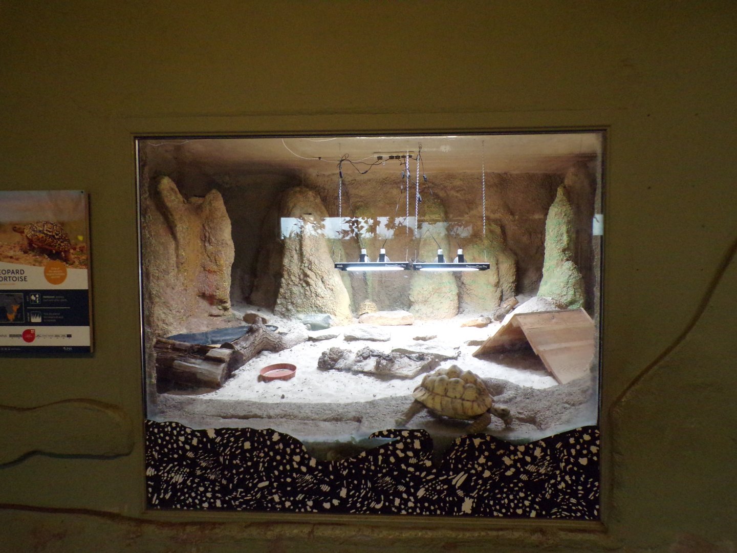 Leopard tortoise enclosure 25.8.24