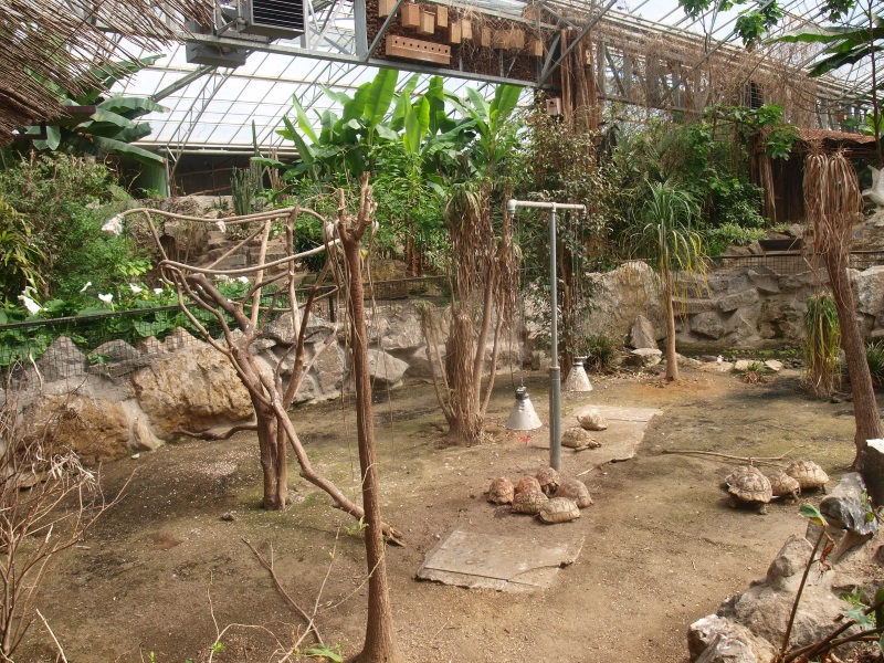 Leopard tortoise enclosure (April 19th, 2015)