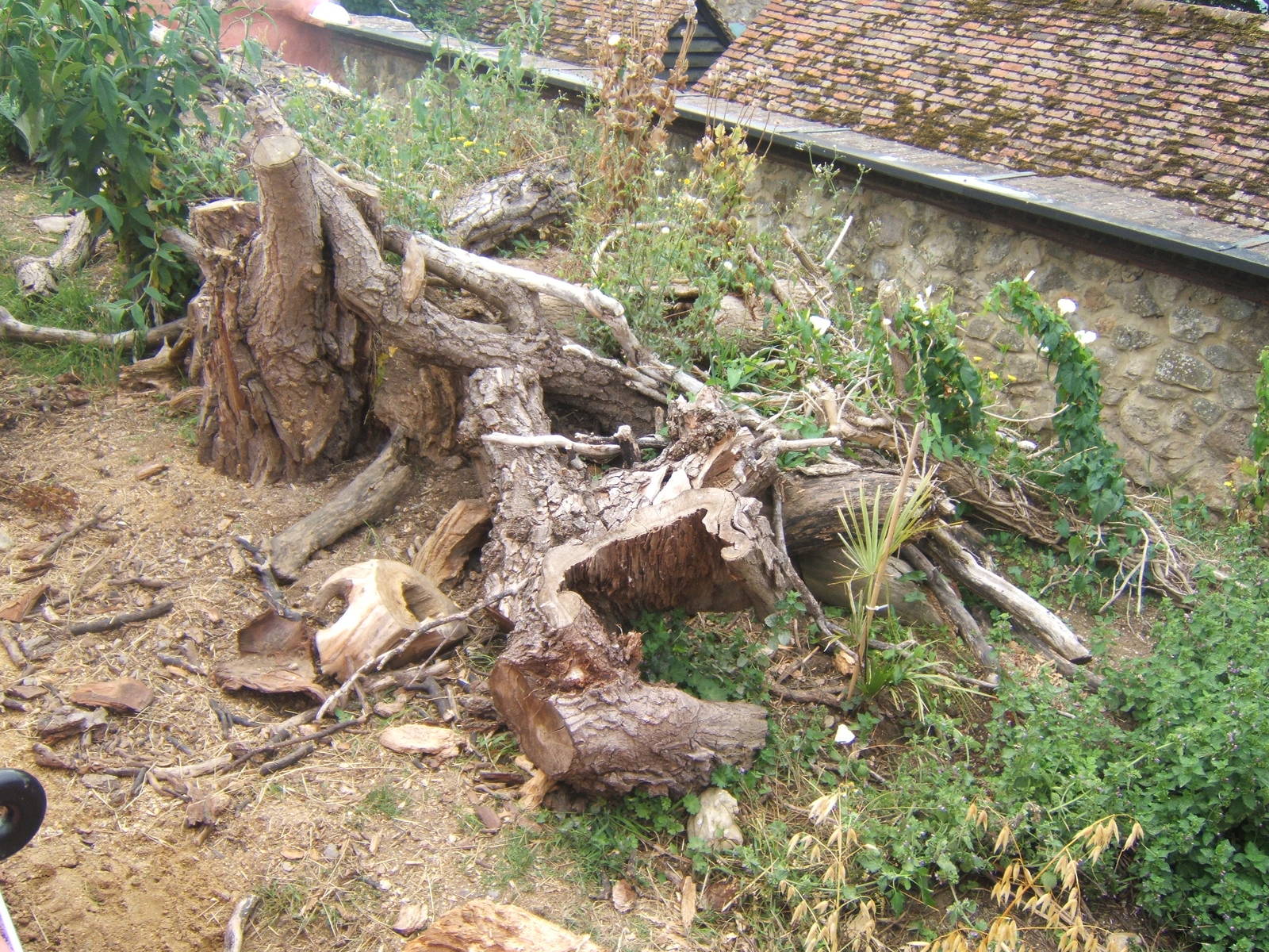 Leopard Tortoise enclosure