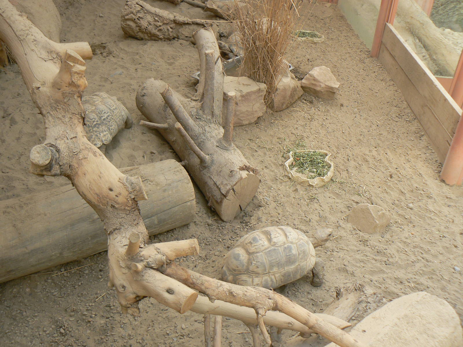 Leopard Tortoise Enclosure