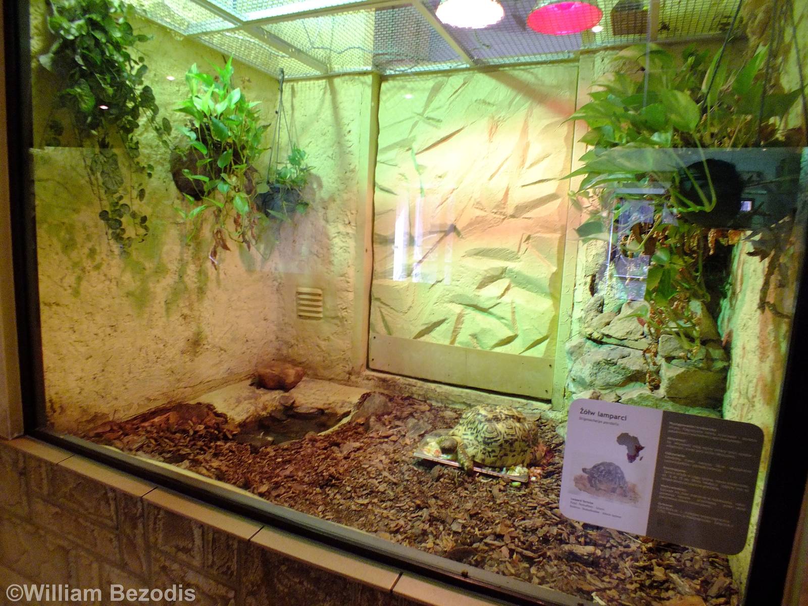 Leopard Tortoise Enclosure