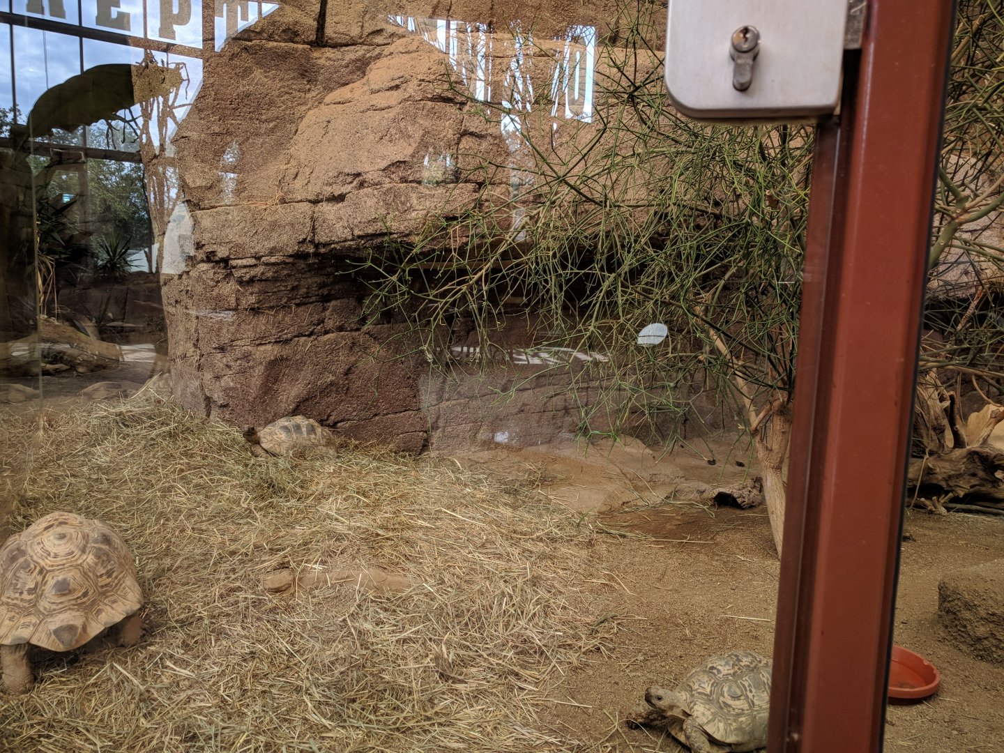 Leopard Tortoise Enclosure