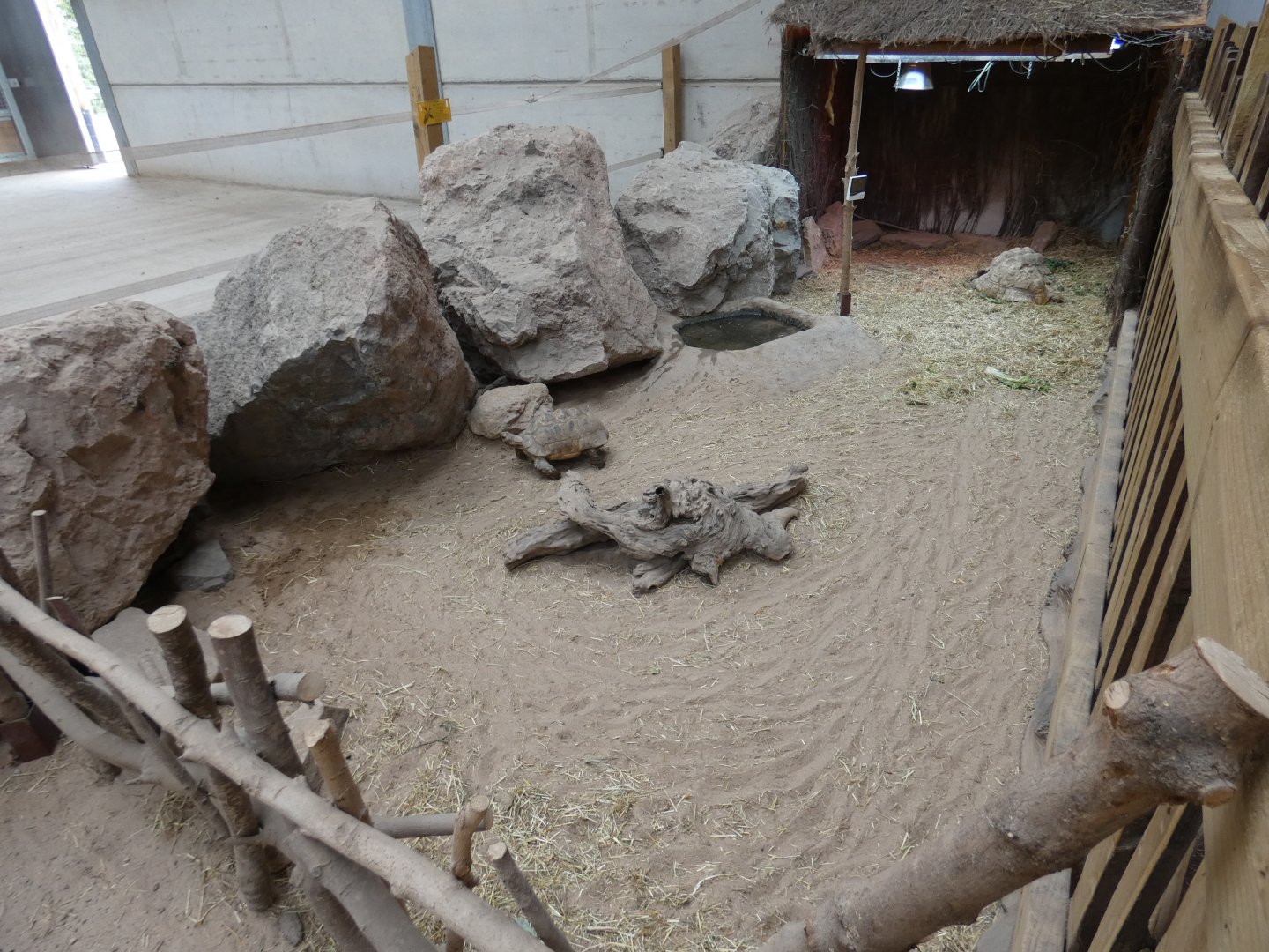 Leopard tortoise enclosure