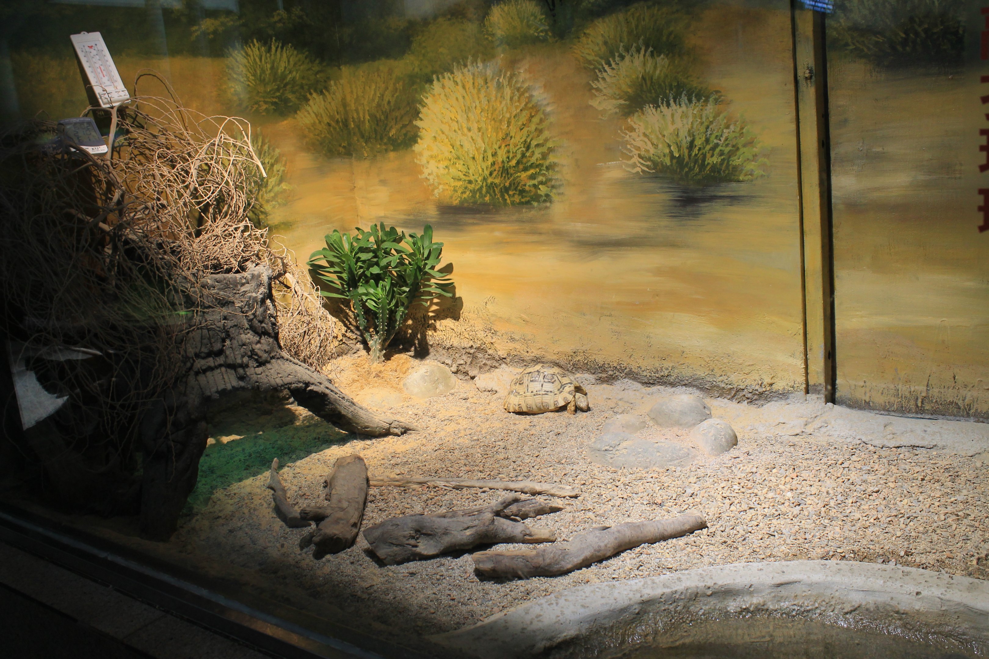 Leopard Tortoise enclosure