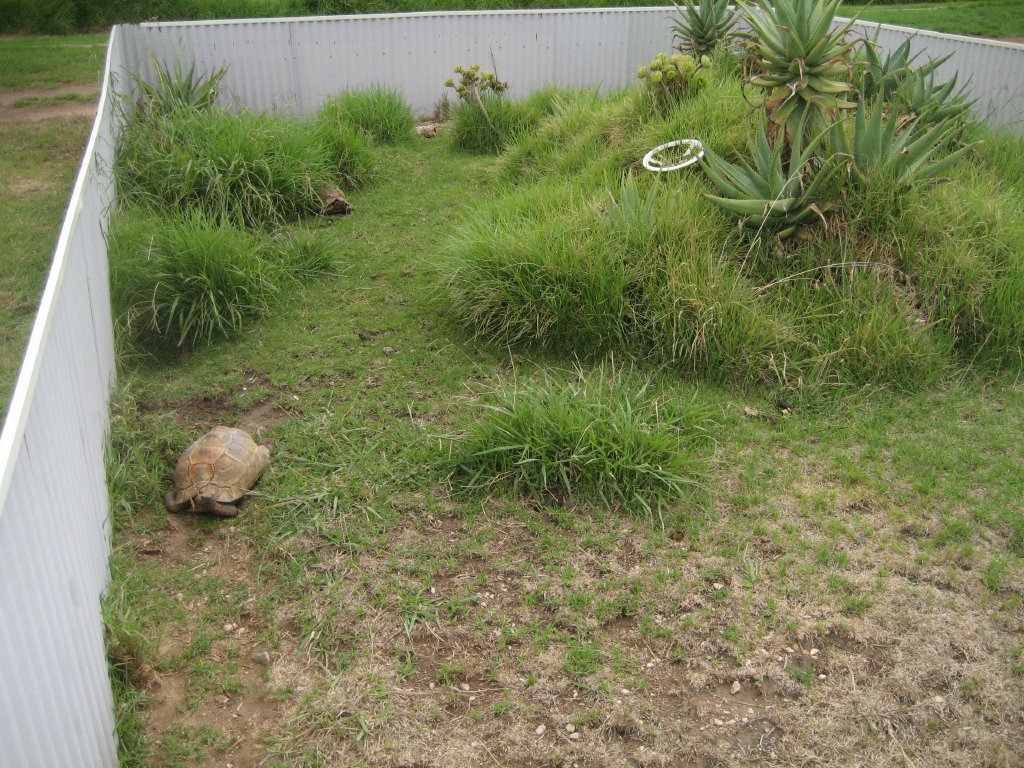 Leopard Tortoise enclosure