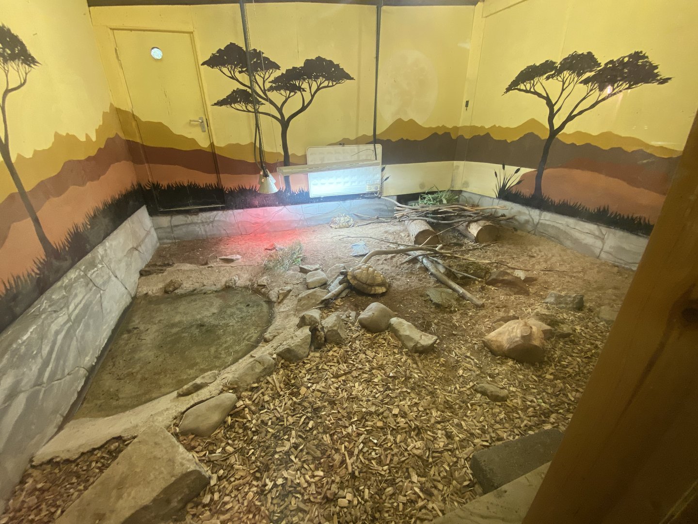 Leopard tortoise exhibit 150723