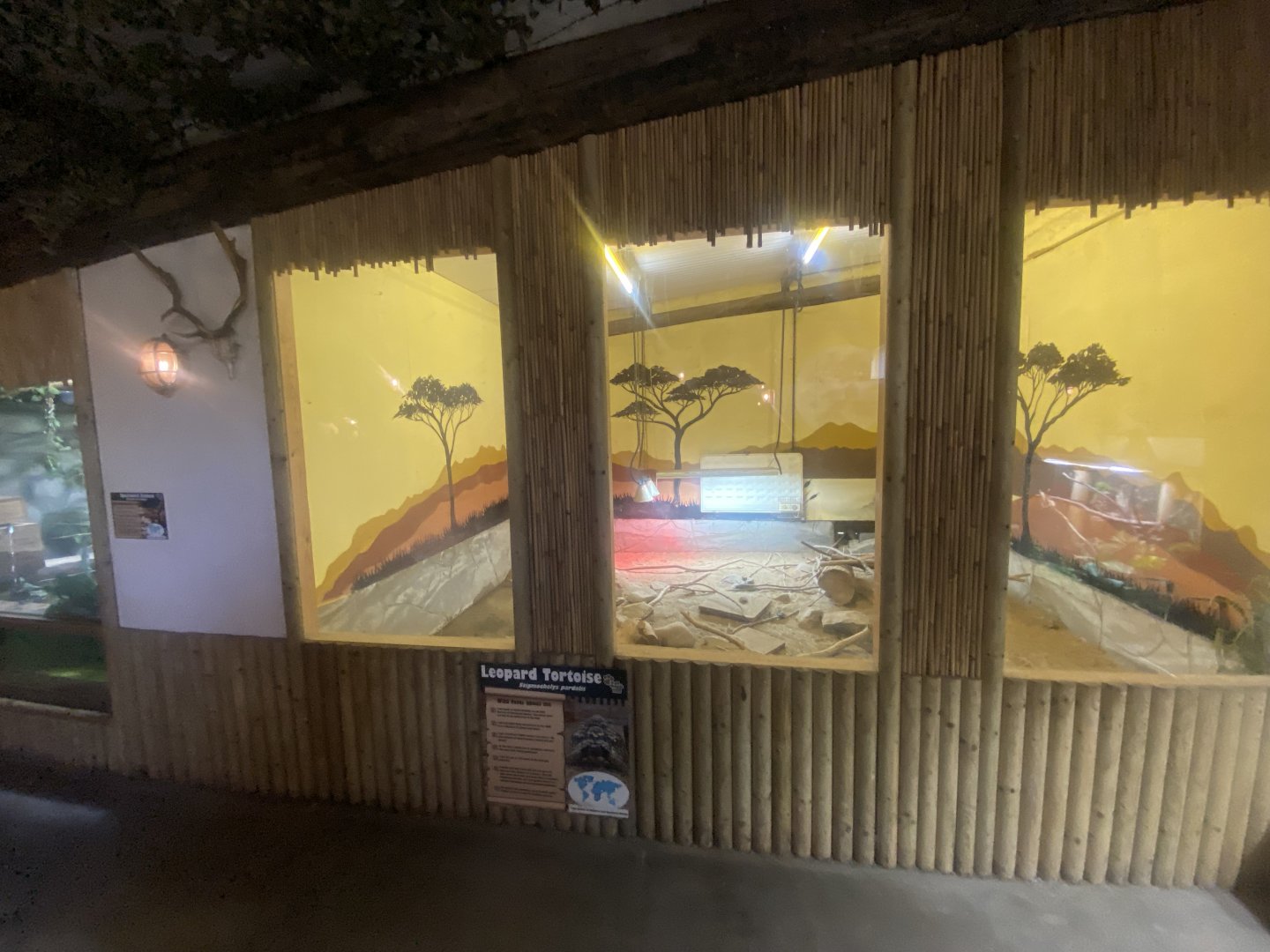 Leopard tortoise exhibit 280425