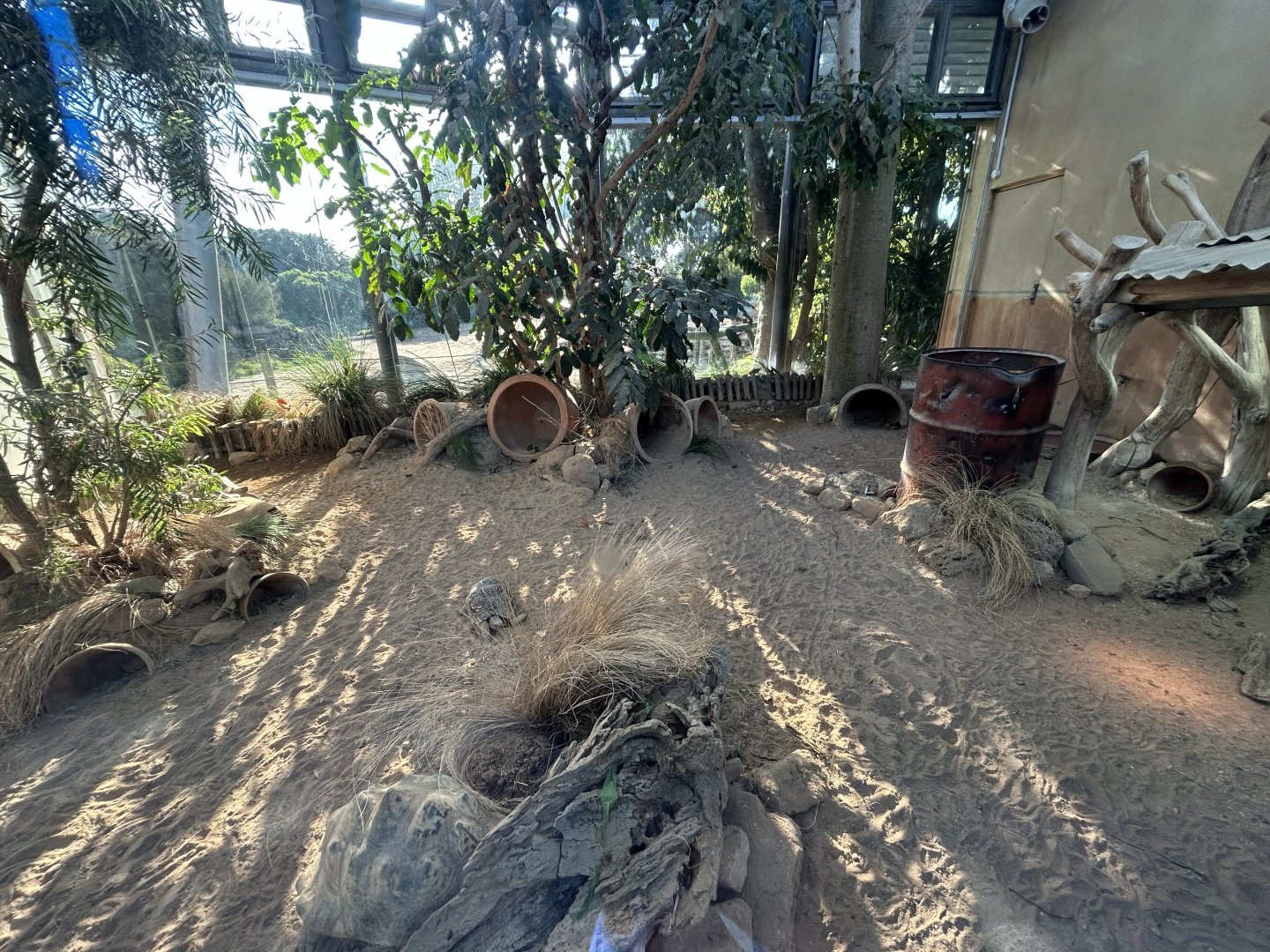 Leopard Tortoise Exhibit - African Safari Track