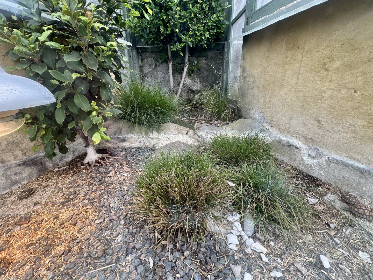 Leopard Tortoise Exhibit (Hatchlings)