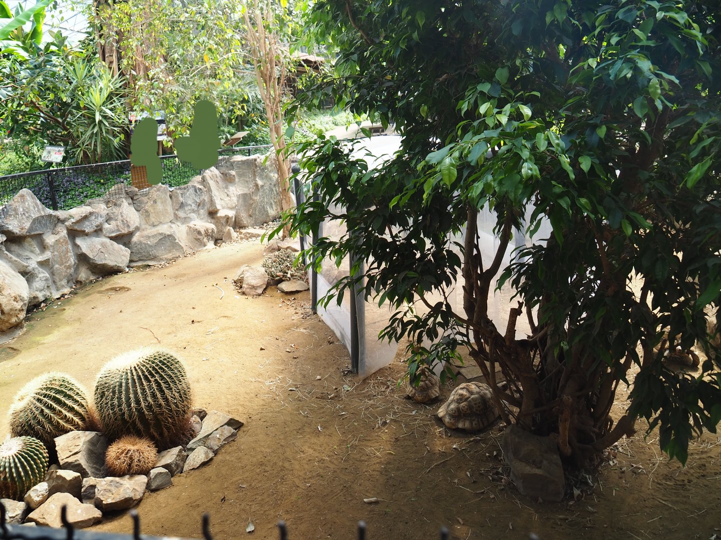 Leopard tortoise exhibit in the tropical house, 2019-08-04