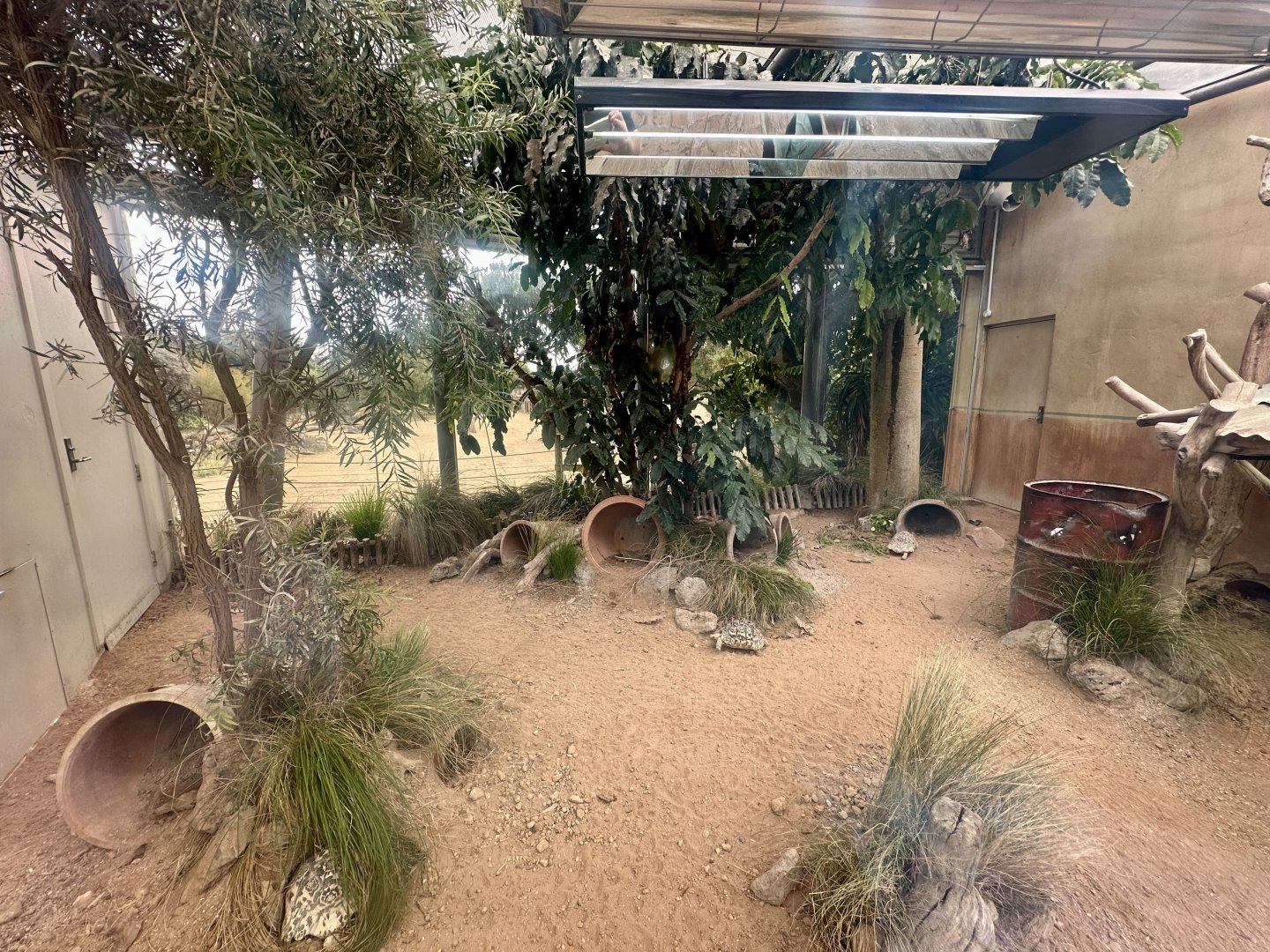 Leopard Tortoise Exhibit (Indoors)