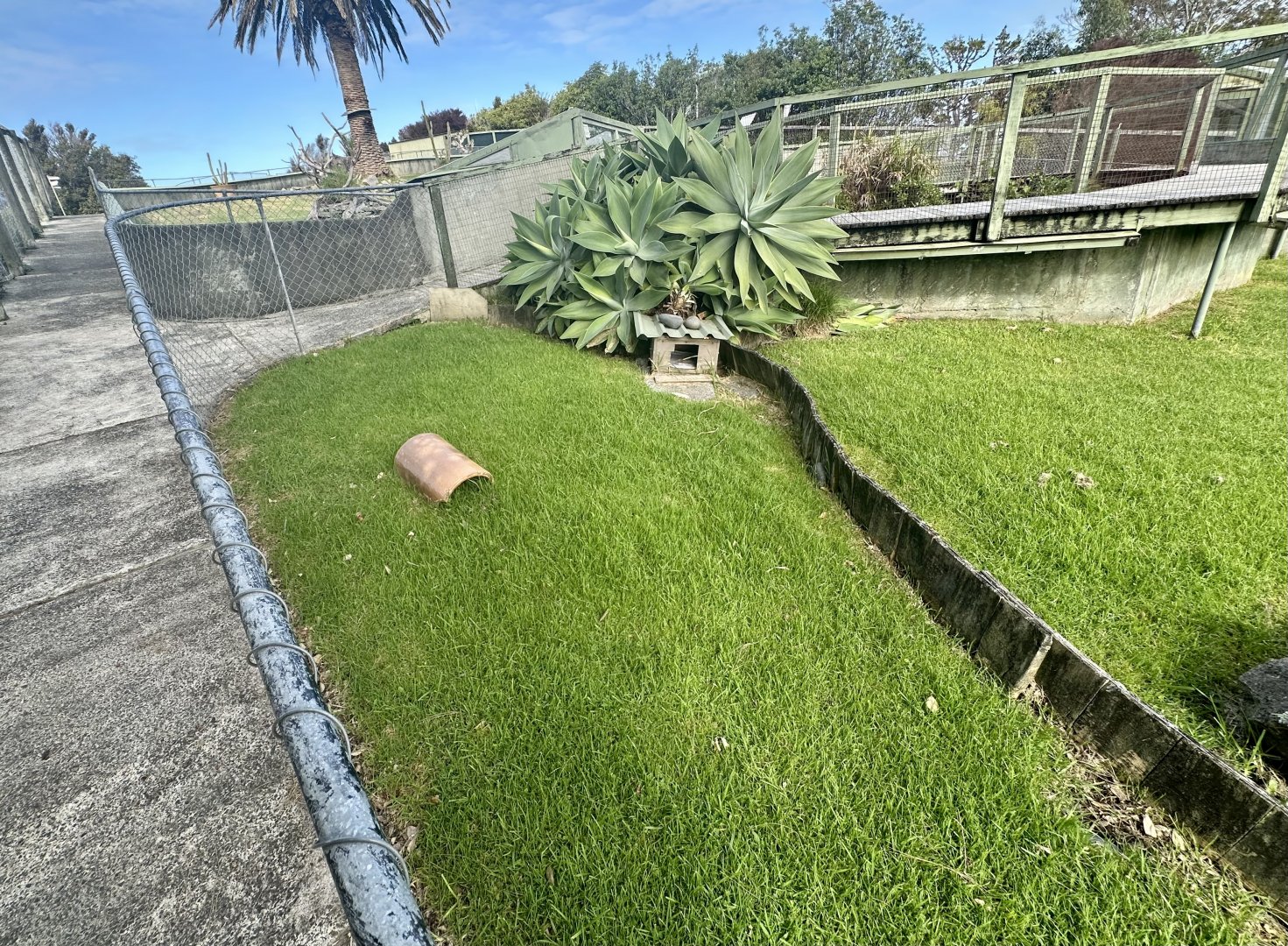 Leopard Tortoise Exhibit (Juveniles)
