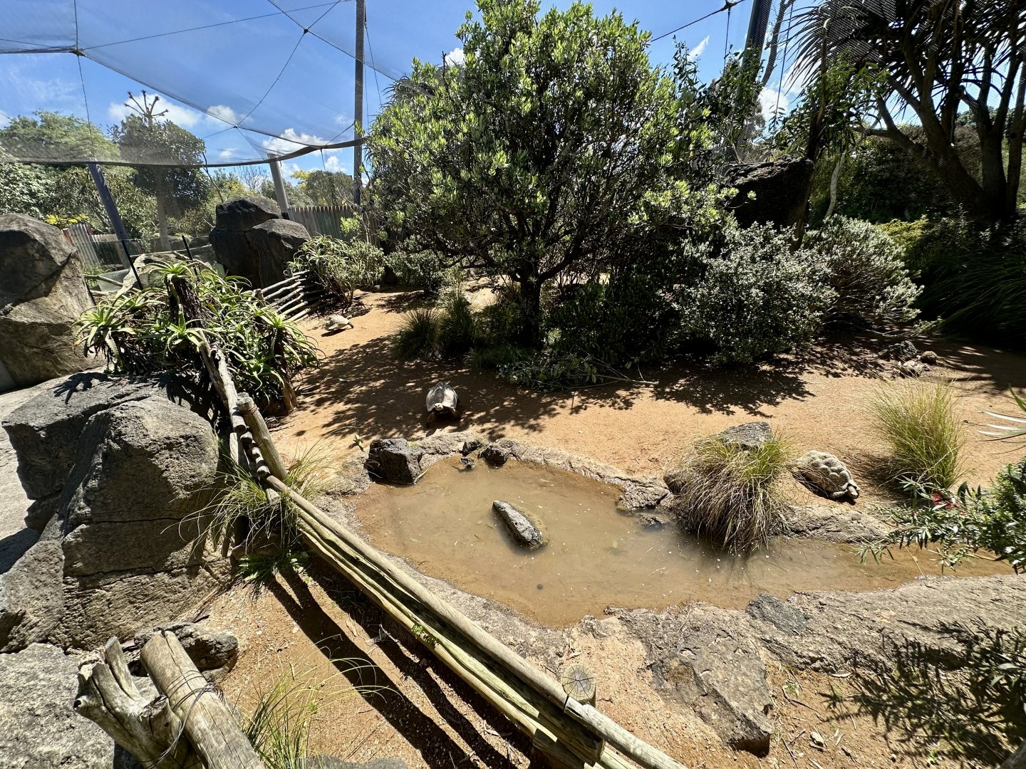 Leopard Tortoise Exhibit (Outside)