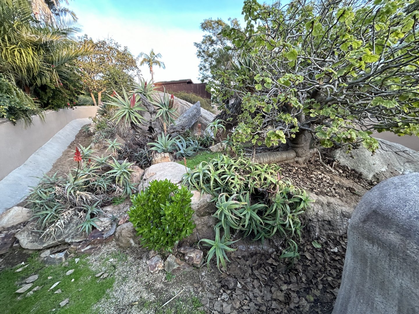 Leopard Tortoise Exhibit - Reptile Walk