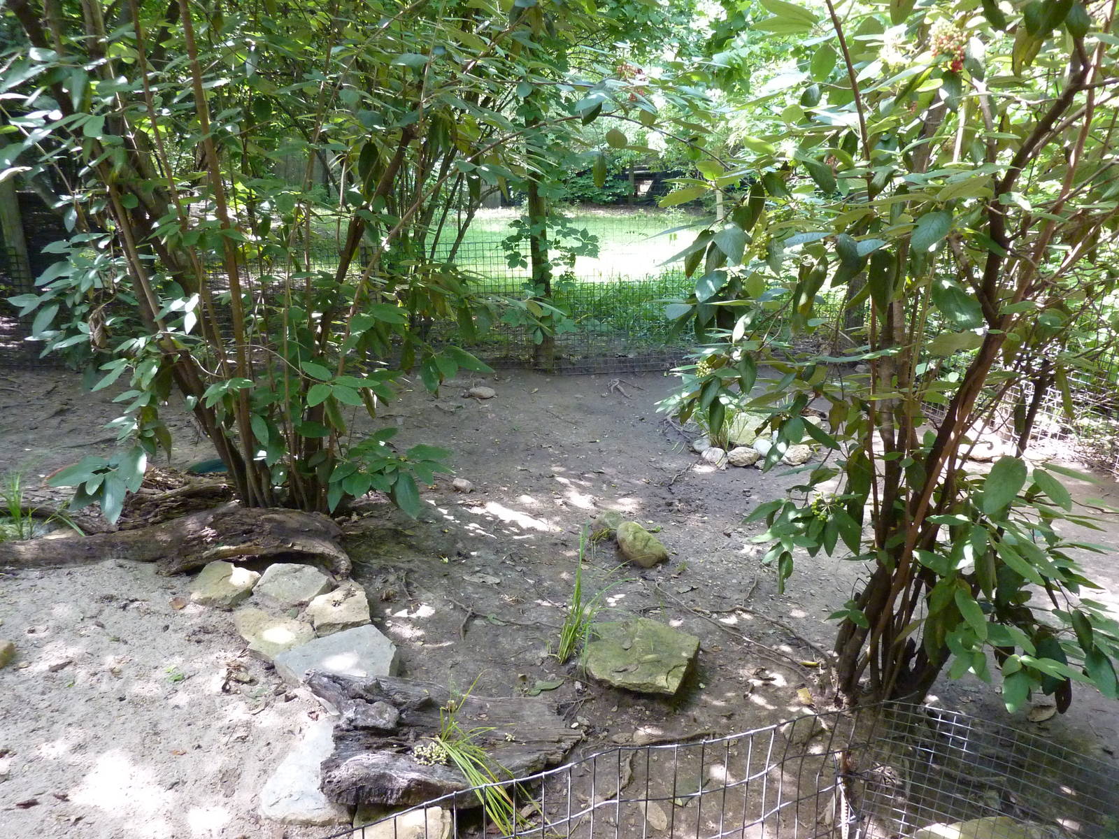 Leopard Tortoise Exhibit