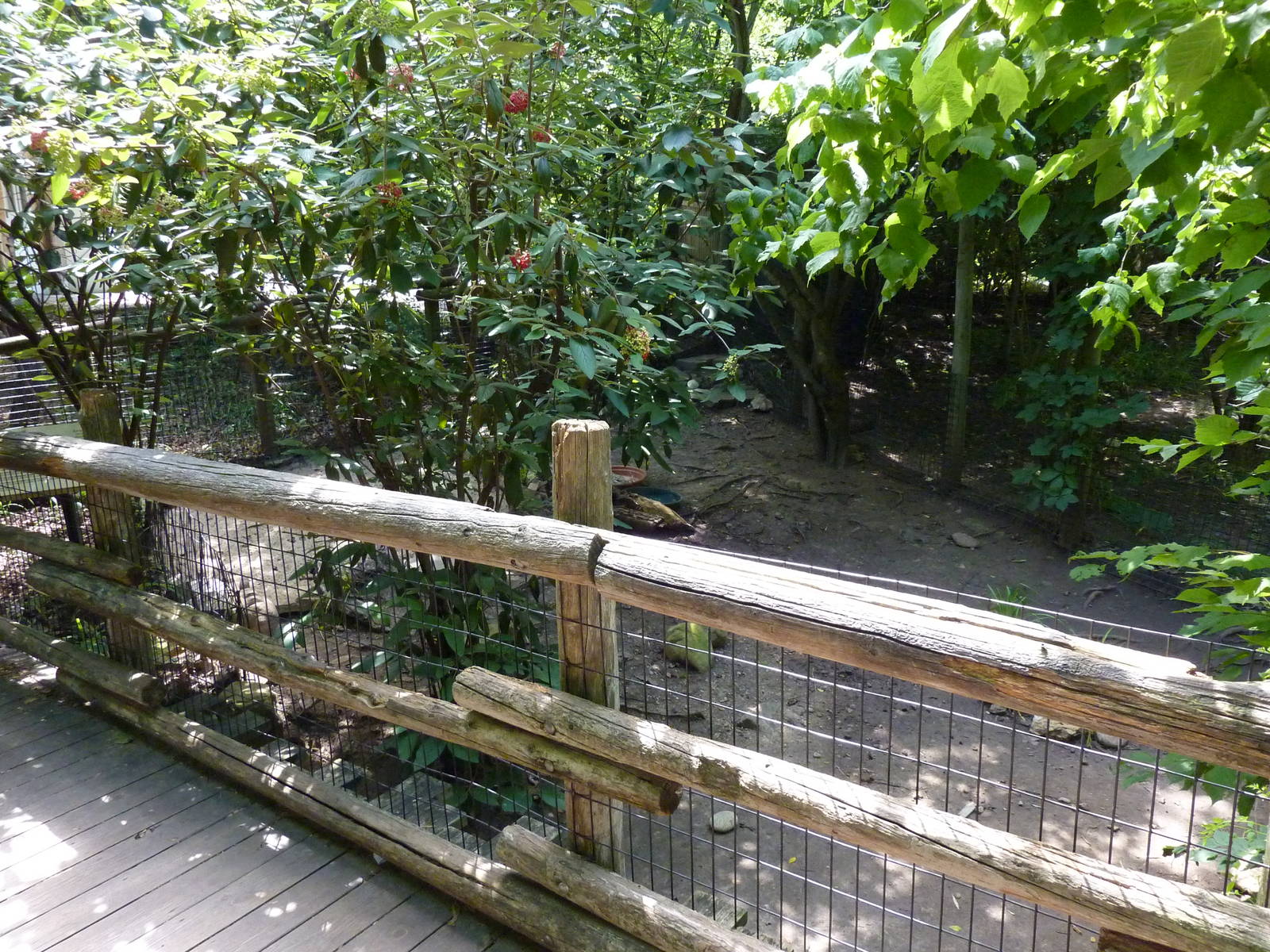 Leopard Tortoise Exhibit