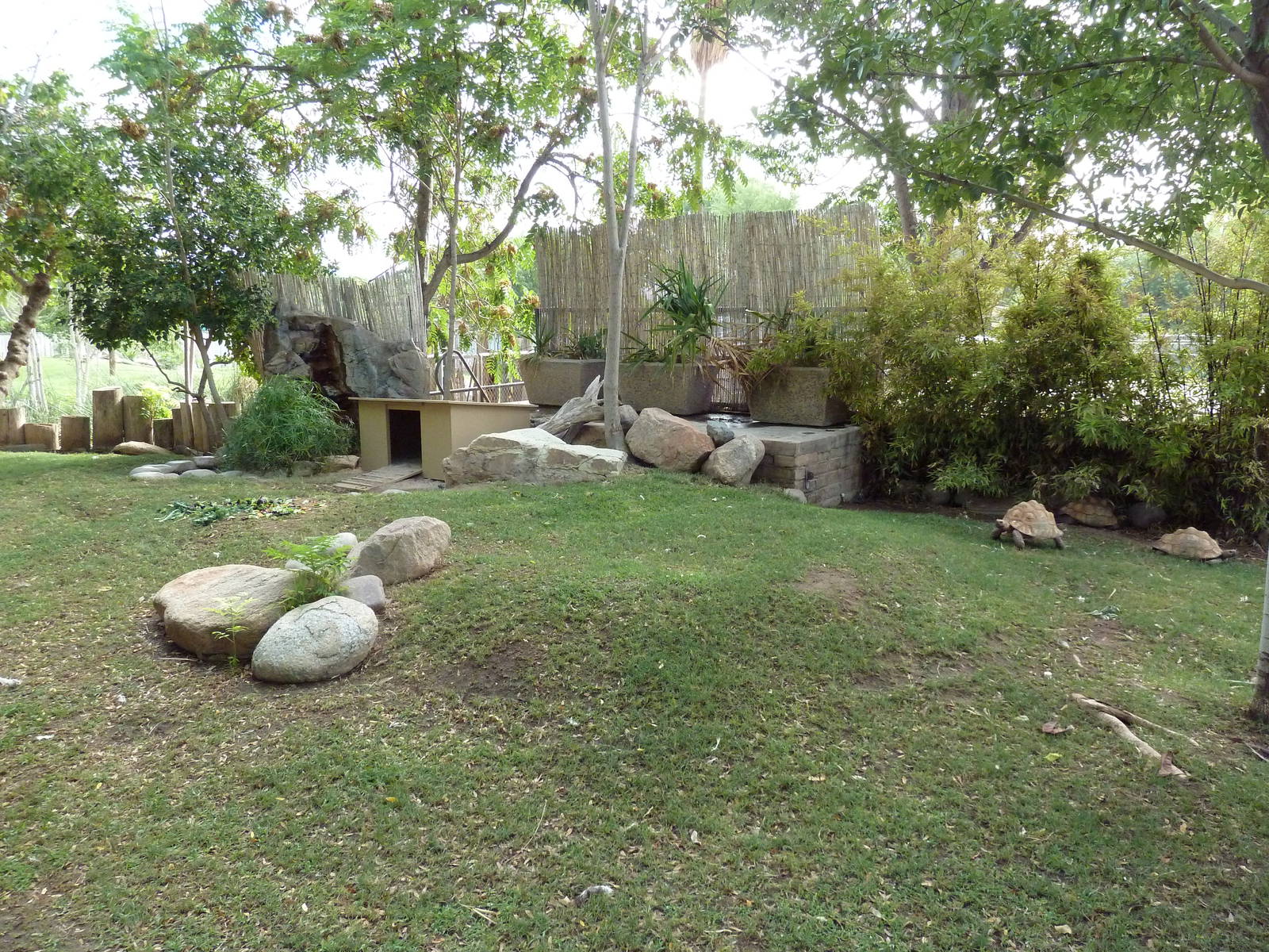 Leopard Tortoise Exhibit