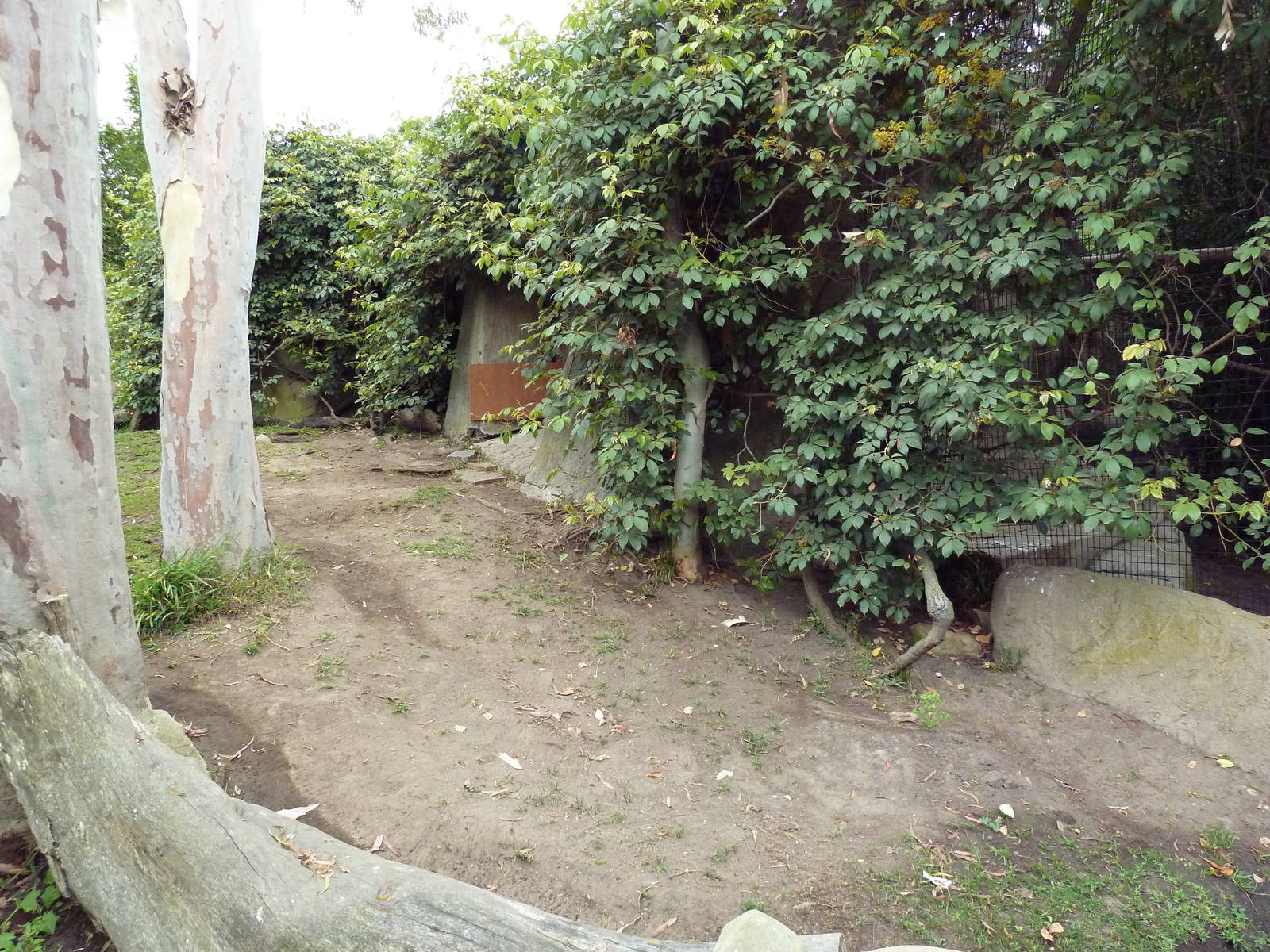 Leopard Tortoise Exhibit