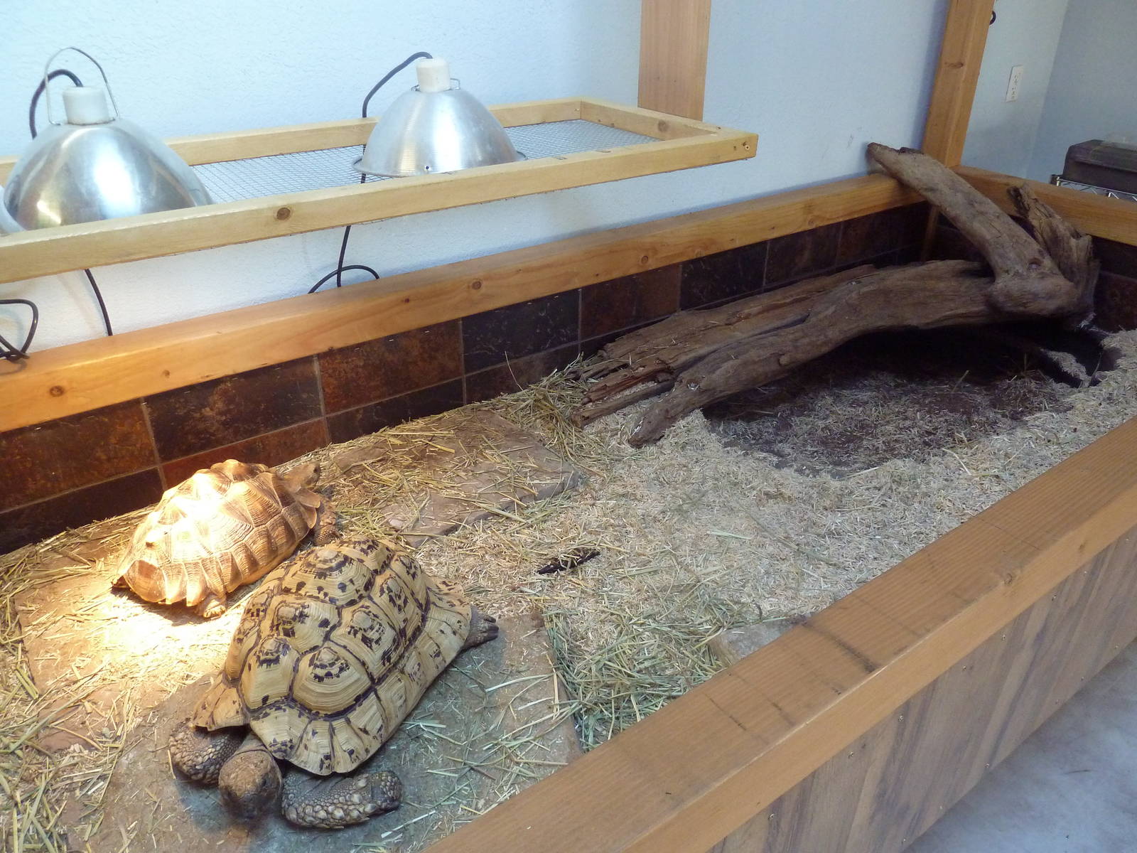 Leopard Tortoise Exhibit