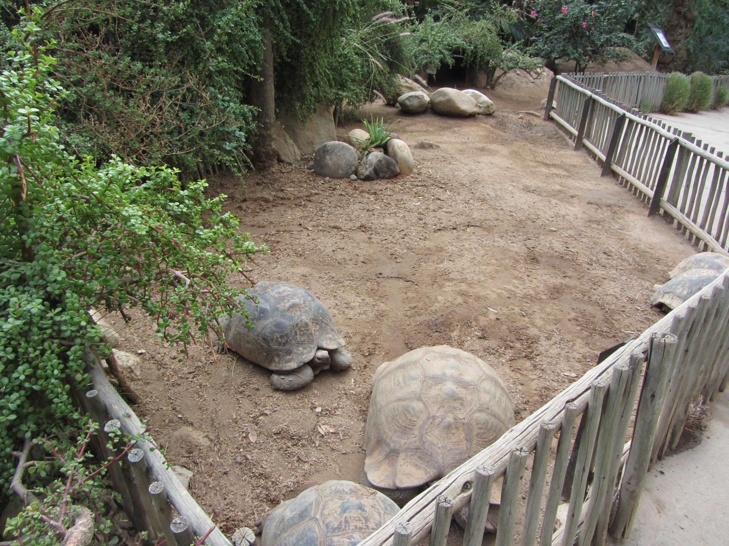 Leopard Tortoise Exhibit