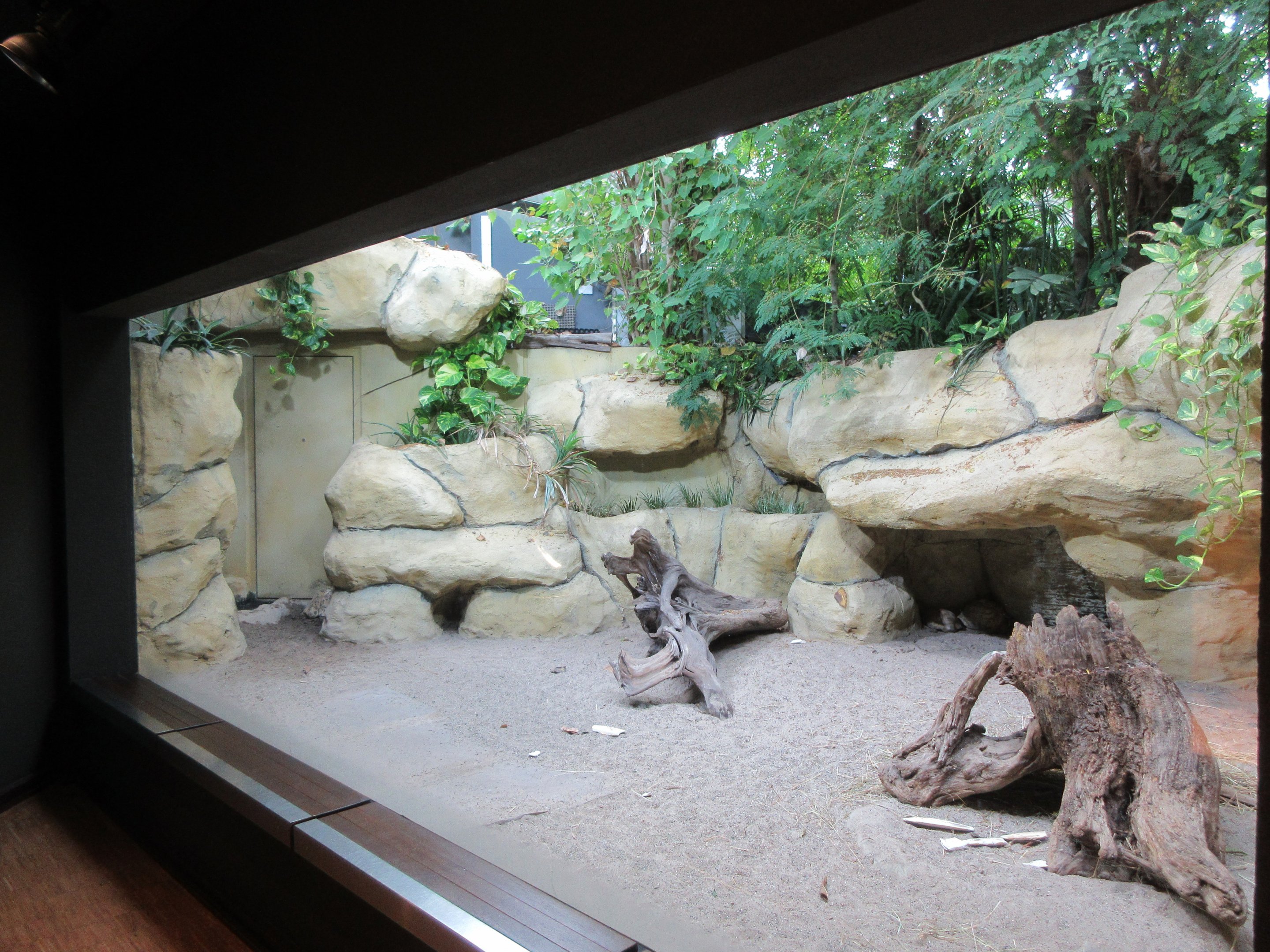 Leopard Tortoise Exhibit