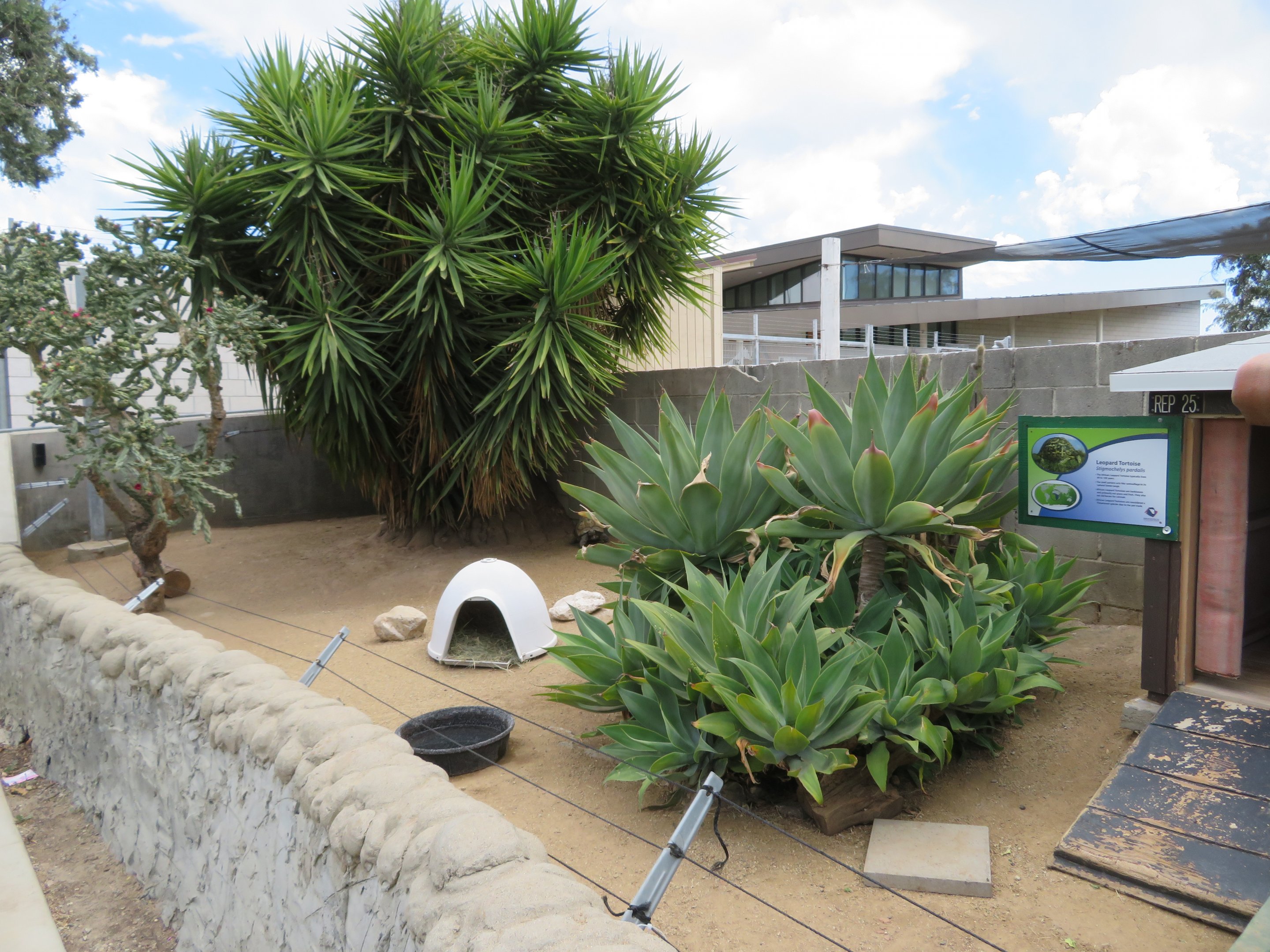 Leopard Tortoise Exhibit