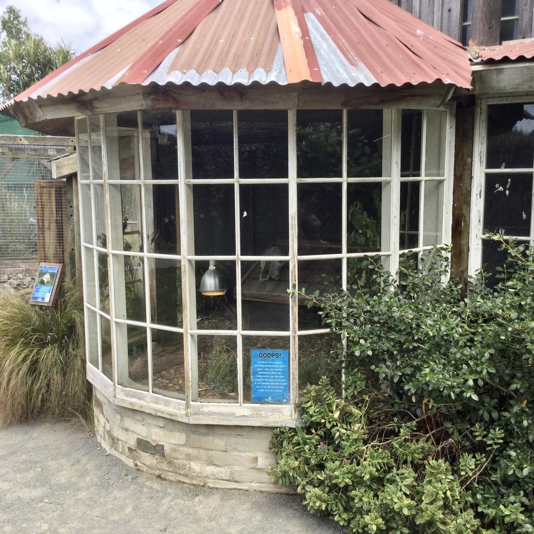 Leopard Tortoise Exhibit