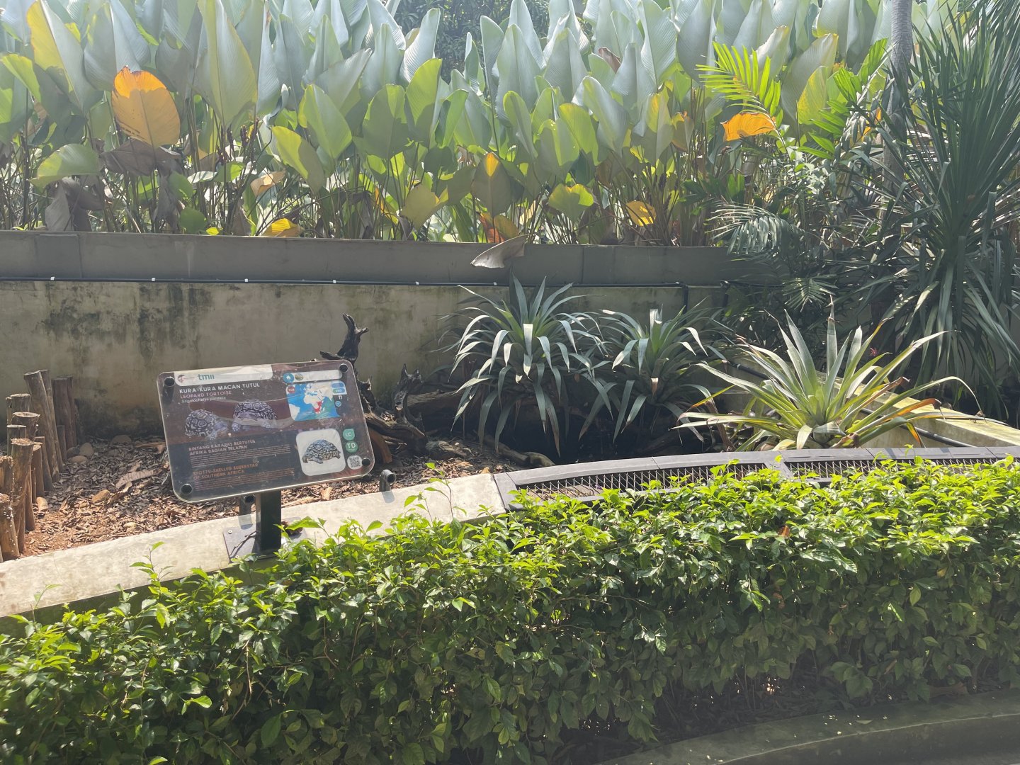 leopard tortoise exhibit