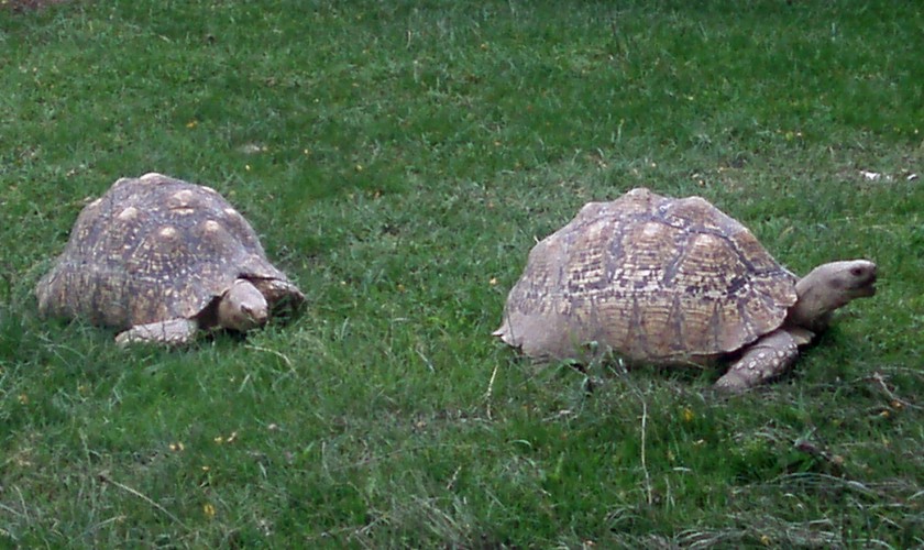 Leopard Tortoise (Geochelone pardalis)