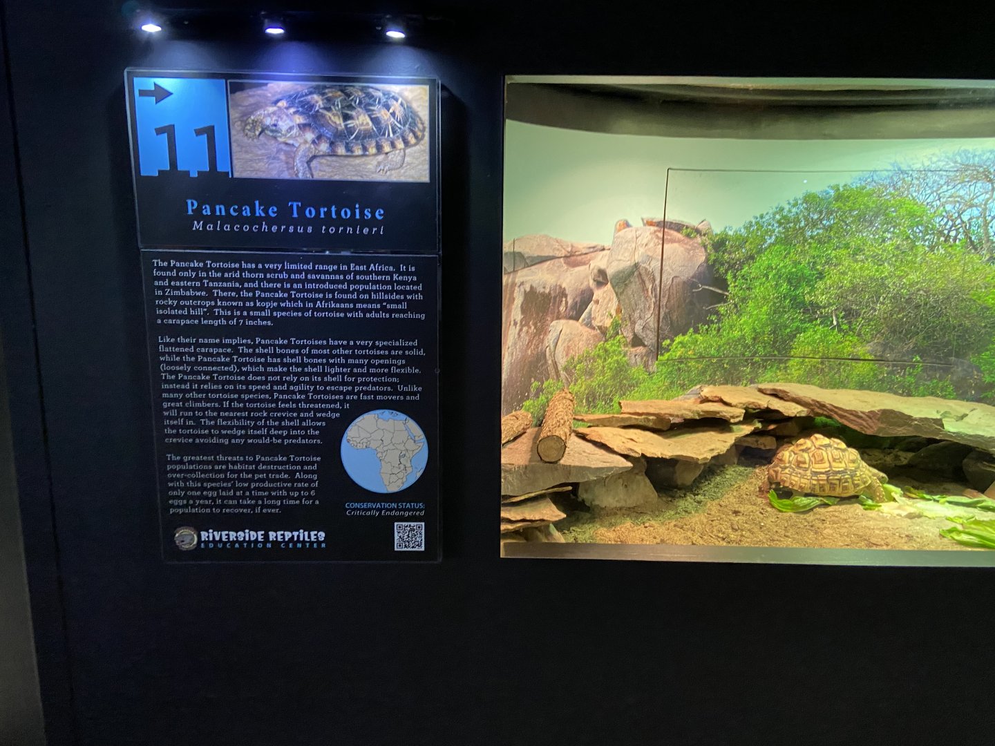 Leopard Tortoise Habitat