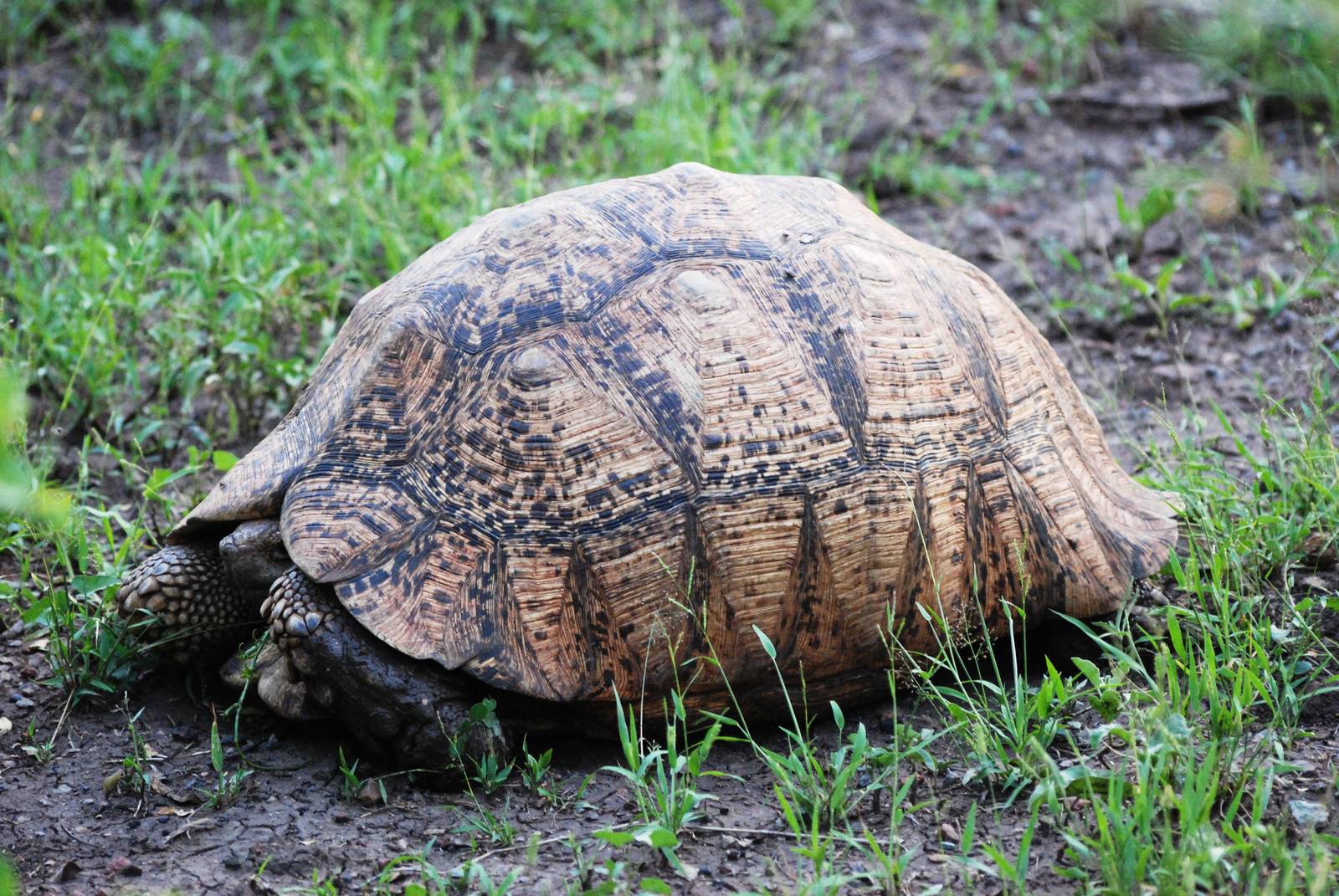 Leopard Tortoise in Awash NP, 12/10/14