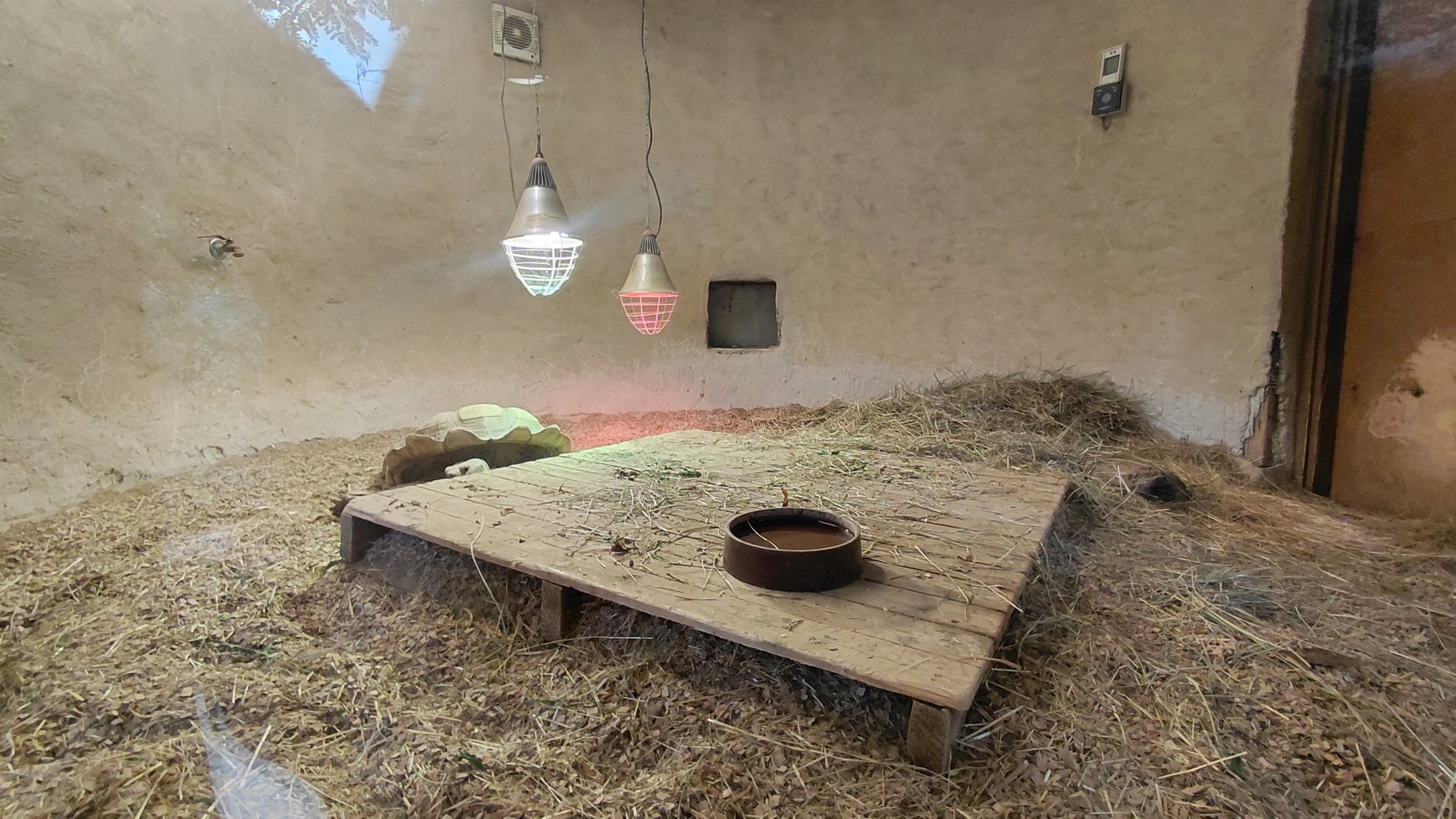 Leopard tortoise indoor exhibit