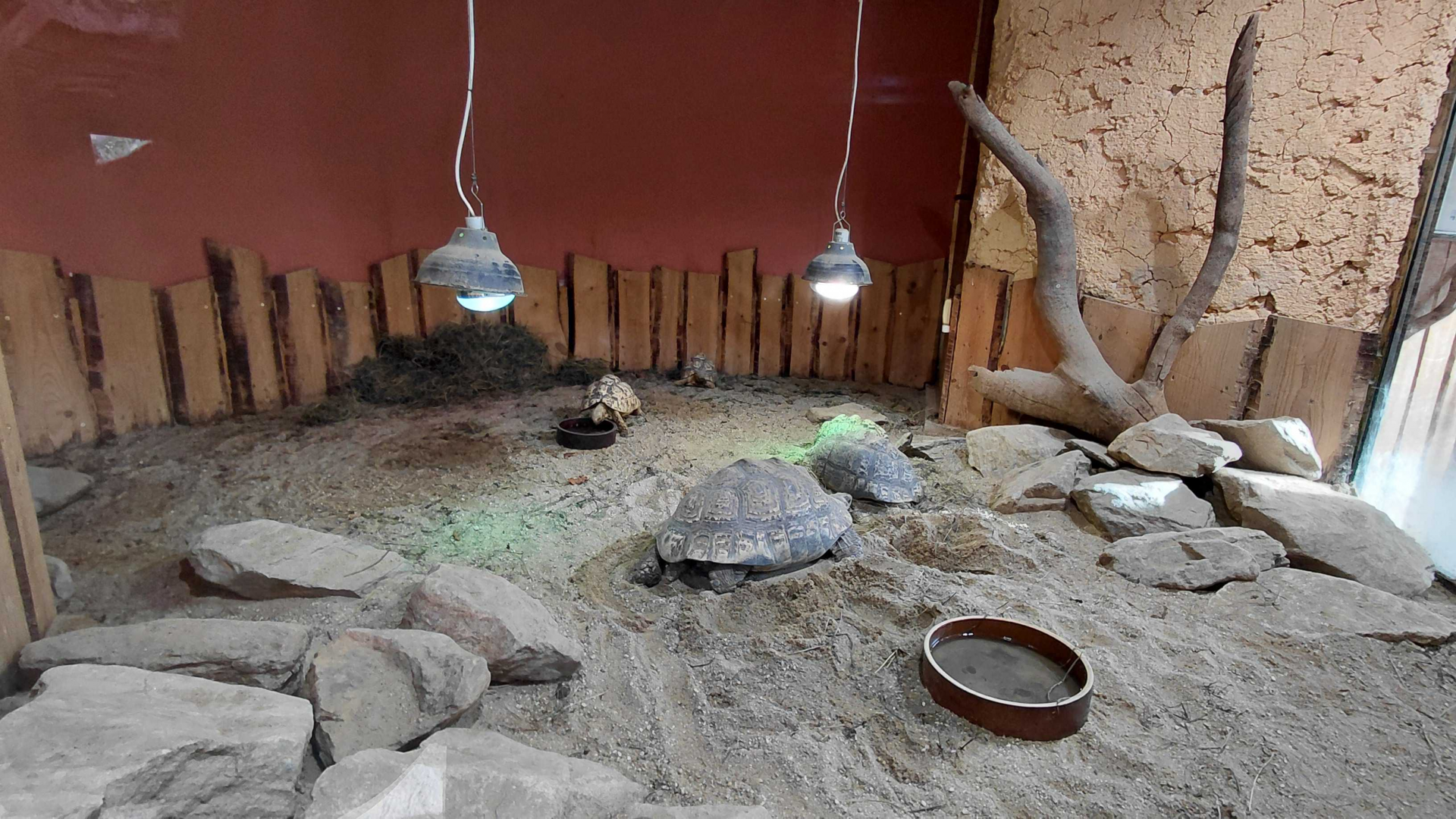 Leopard tortoise indoor exhibit