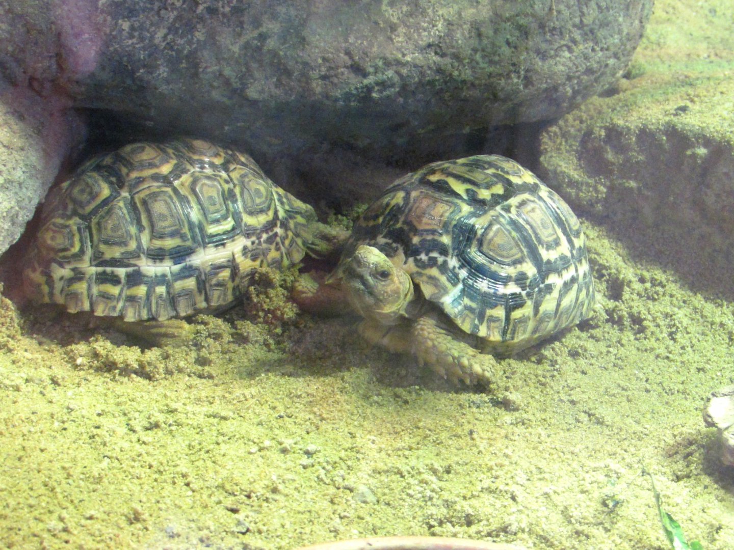 Leopard Tortoise - July/2017